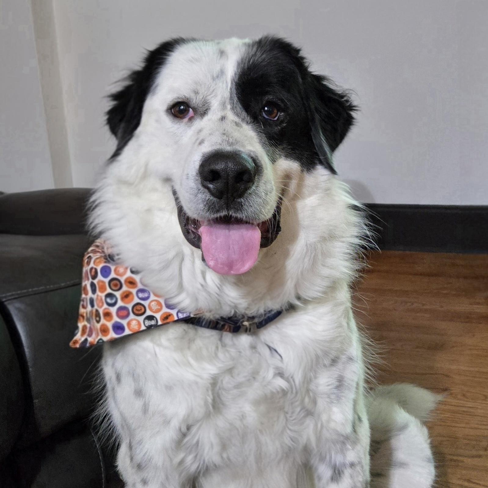 Fred Walker, a Adoptable mixed breed in Atlanta, GA image 1/6