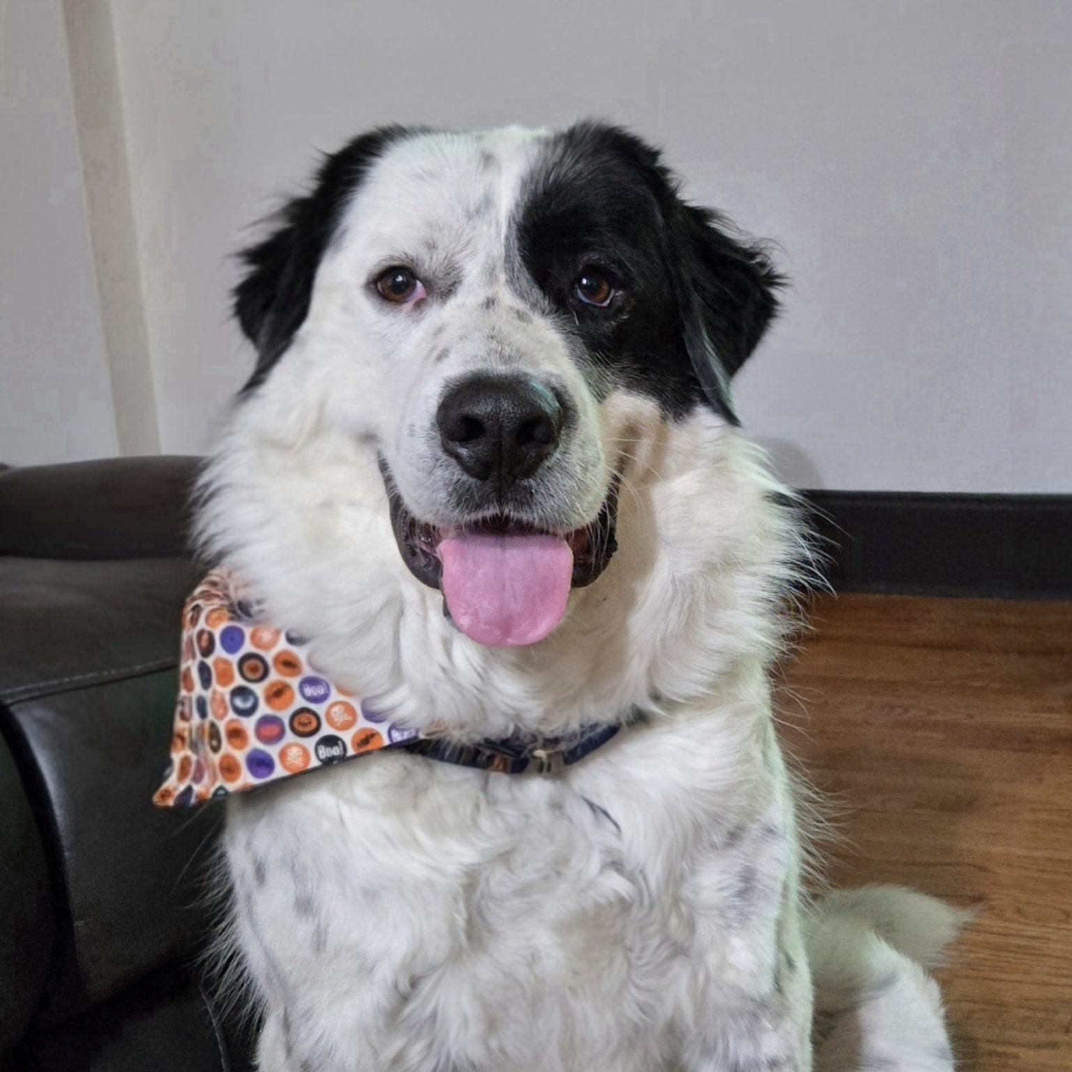 Enlarge Fred Walker, a Adoptable mixed breed in Atlanta, GA image 1/6