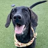 Mabel, Adoptable, Young Female Hound & Mixed Breed.