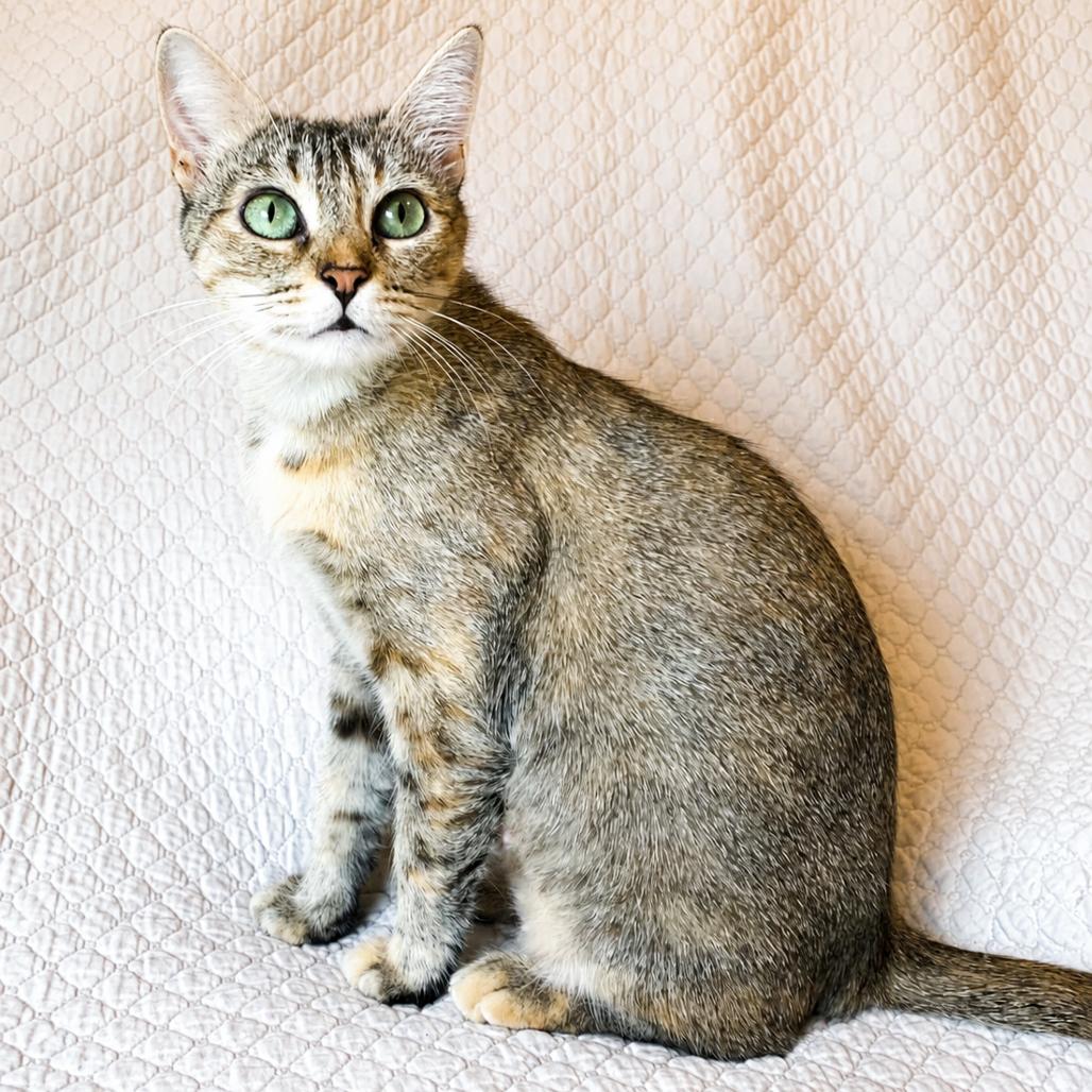 Luna, Adoptable, Adult Female Domestic Short Hair.