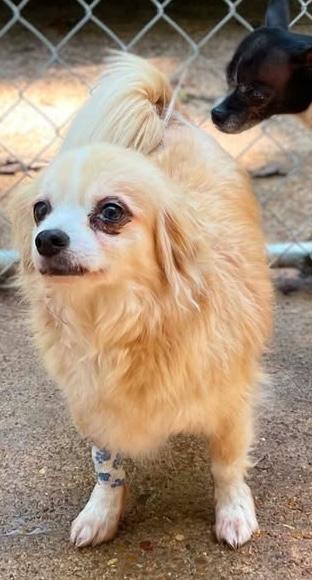Strudel, an adoptable mixed breed in Hopkinton, MA image 2/2