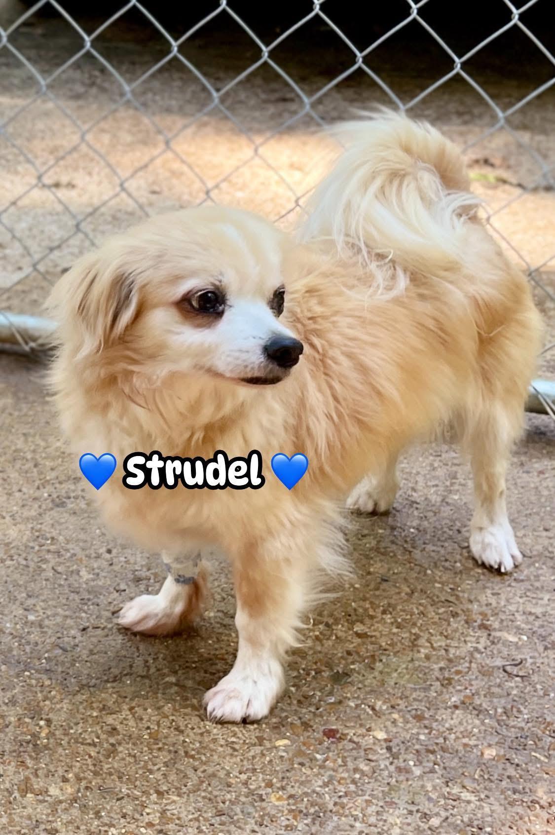 Strudel, adoptable, Senior Male Pomeranian.