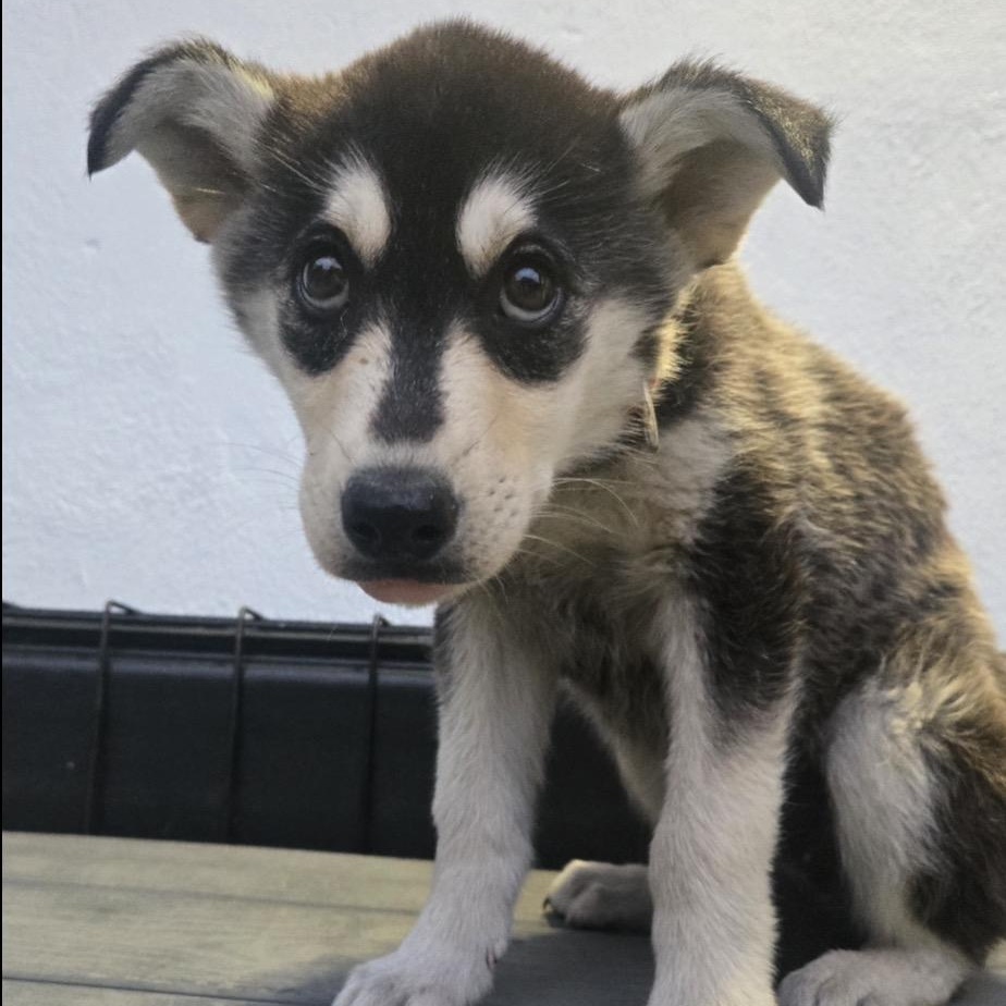 Wren, a ADOPTABLE mixed breed in Mississauga, ON image 4/4
