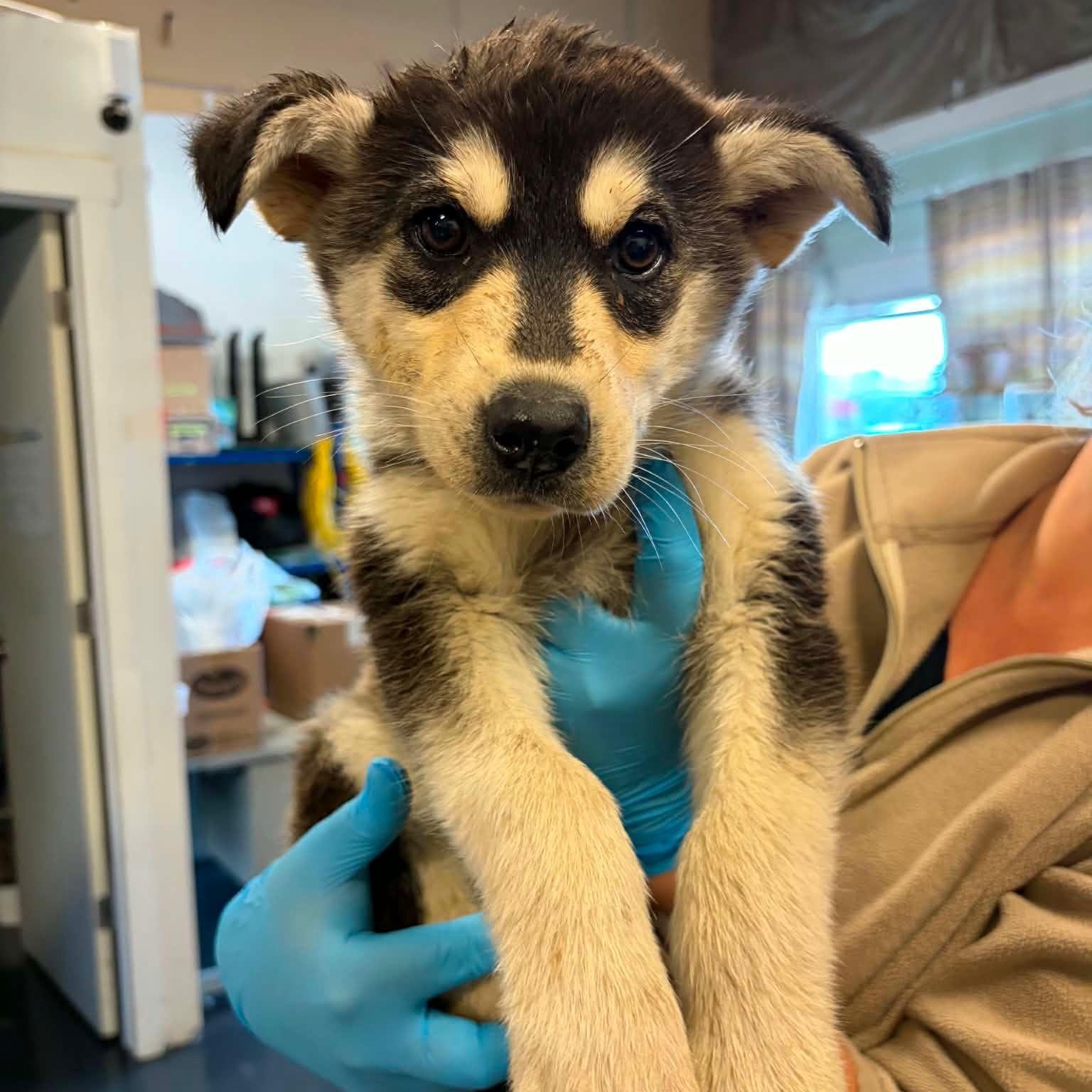 Wren, a ADOPTABLE mixed breed in Mississauga, ON image 3/4