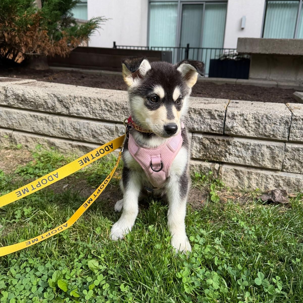 Wren, a ADOPTABLE mixed breed in Mississauga, ON image 1/4