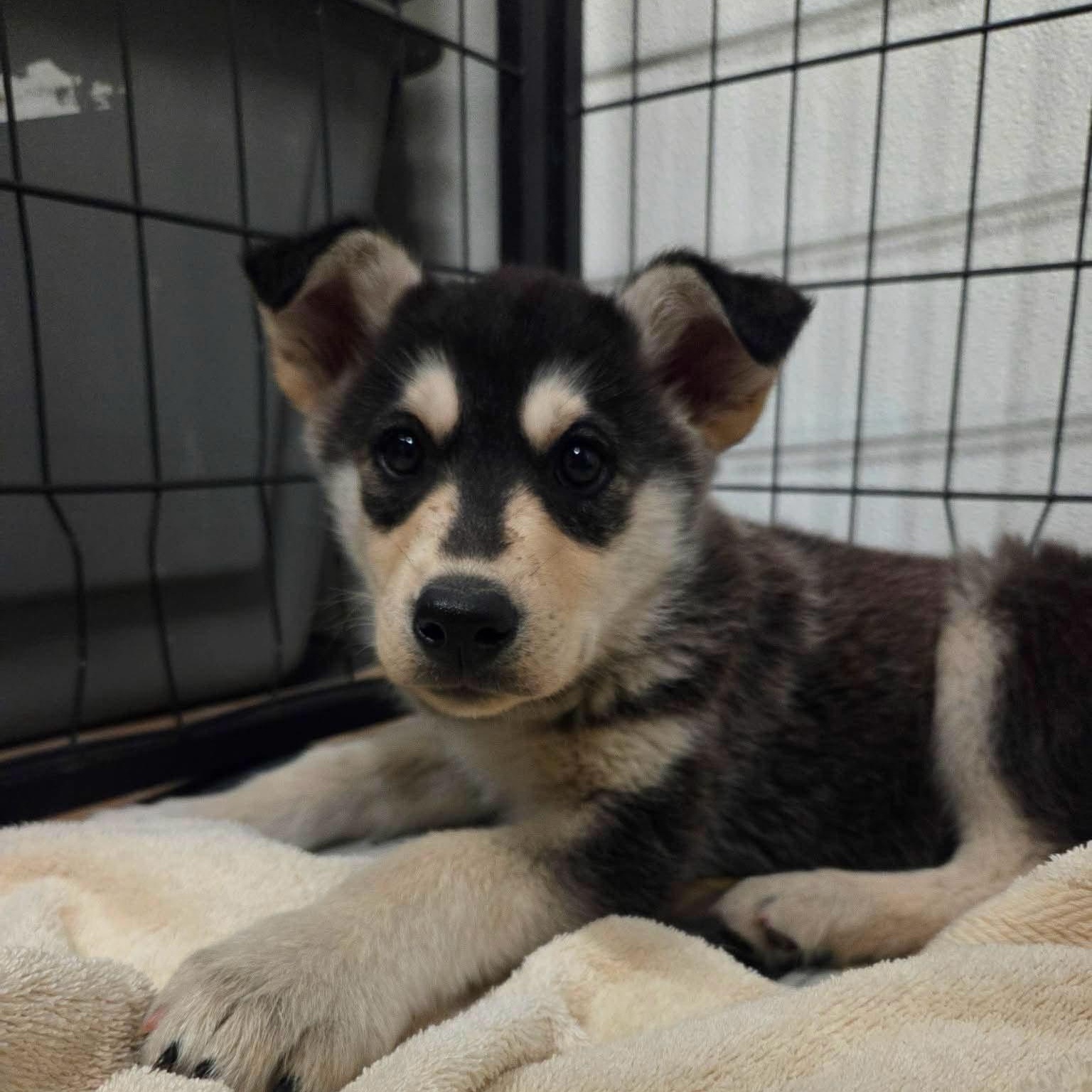 Wren, a ADOPTABLE mixed breed in Mississauga, ON image 2/4