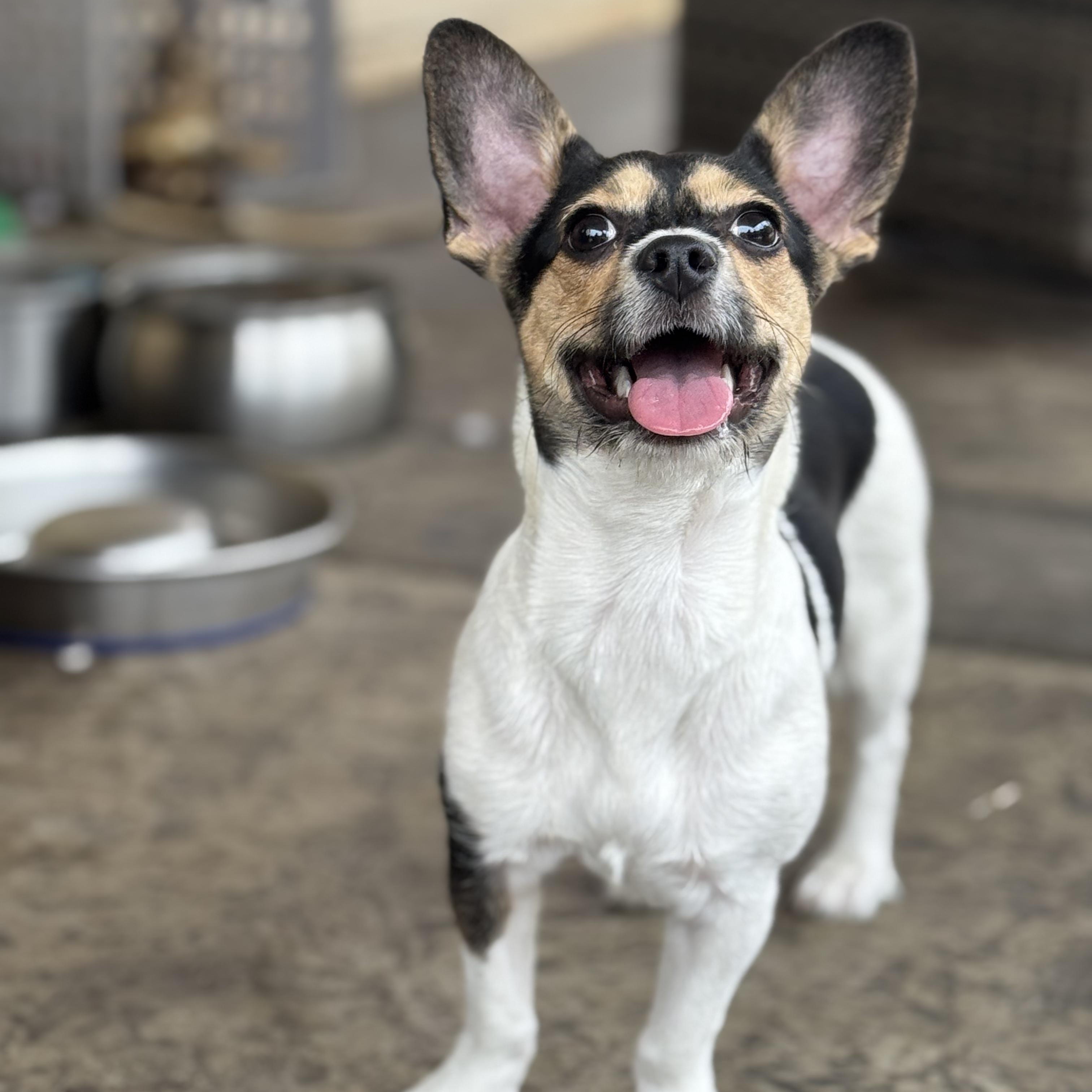Enlarge Ms. Gorgeous Roxy, a Adoptable mixed breed in Vancouver, BC image 5/6