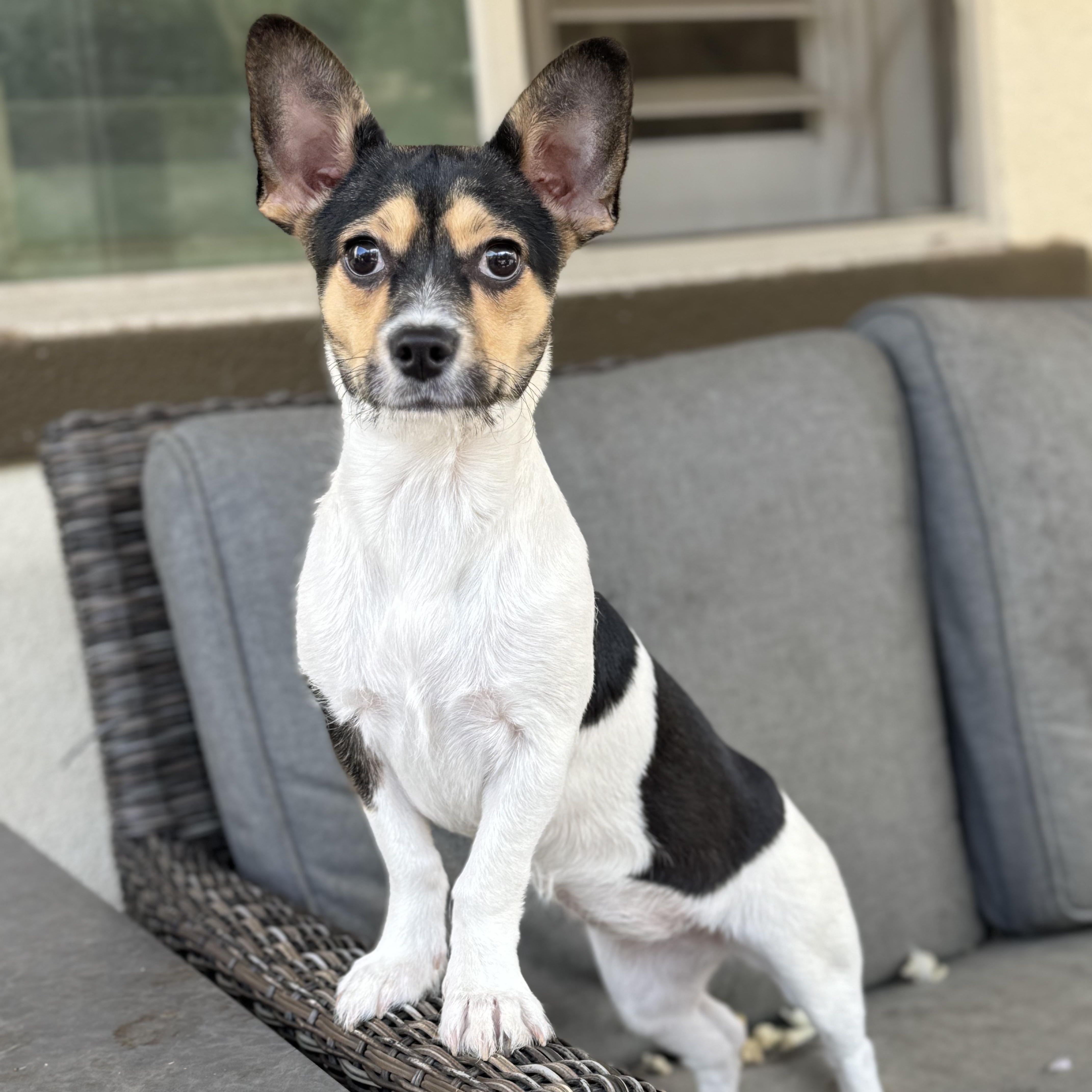 Enlarge Ms. Gorgeous Roxy, a Adoptable mixed breed in Vancouver, BC image 4/6