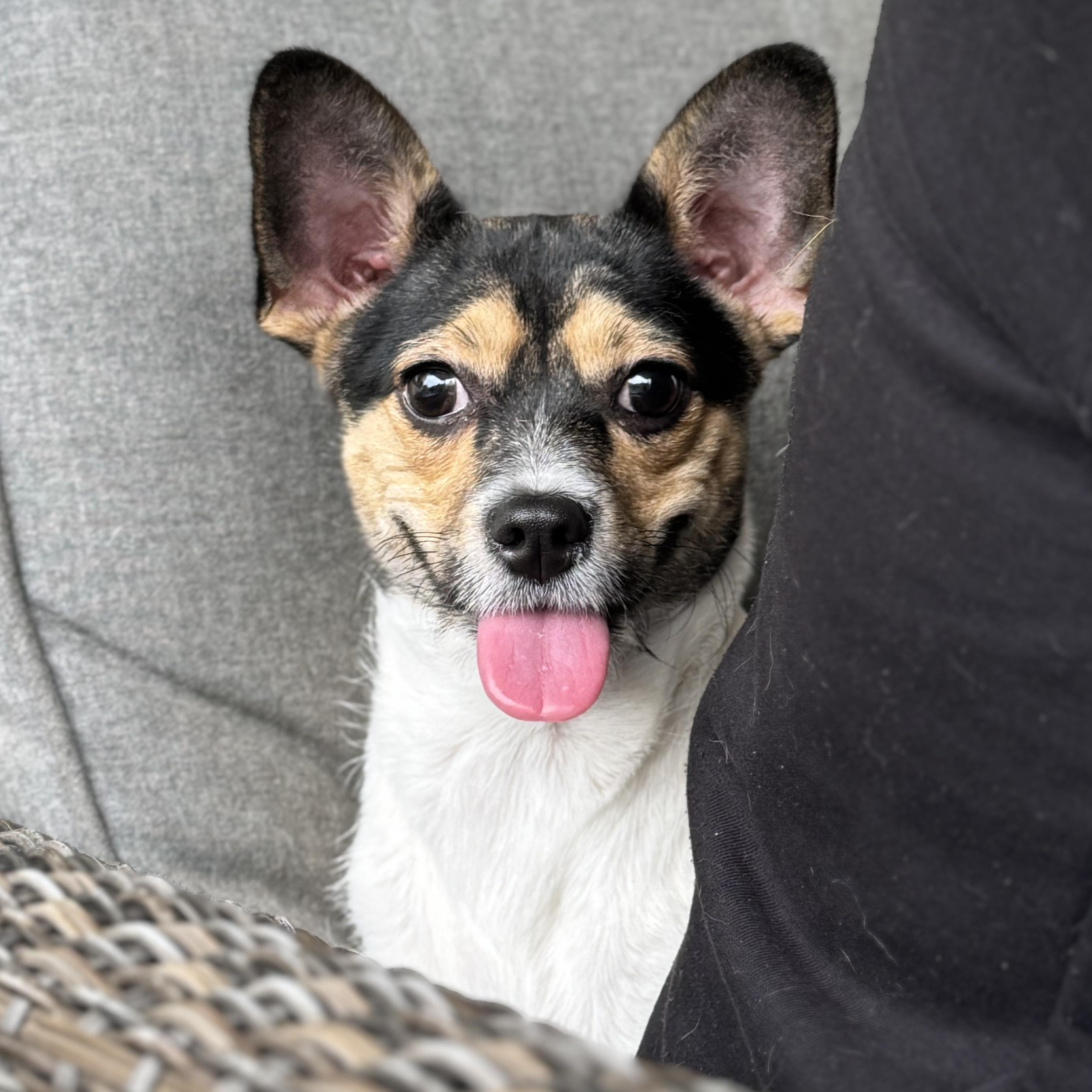 Enlarge Ms. Gorgeous Roxy, a Adoptable mixed breed in Vancouver, BC image 3/6