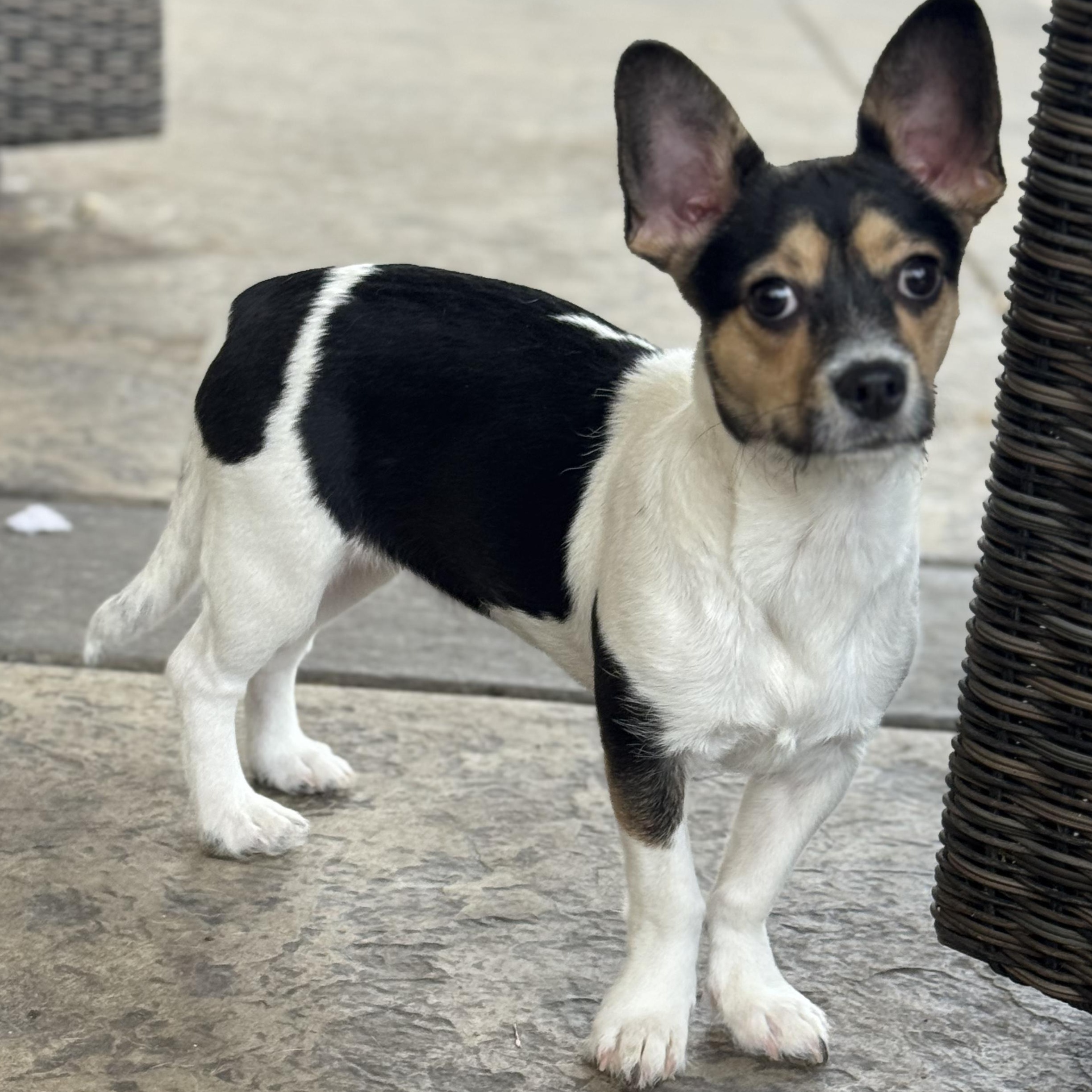 Ms. Gorgeous Roxy, Adoptable, Puppy Female Rat Terrier & Chihuahua.