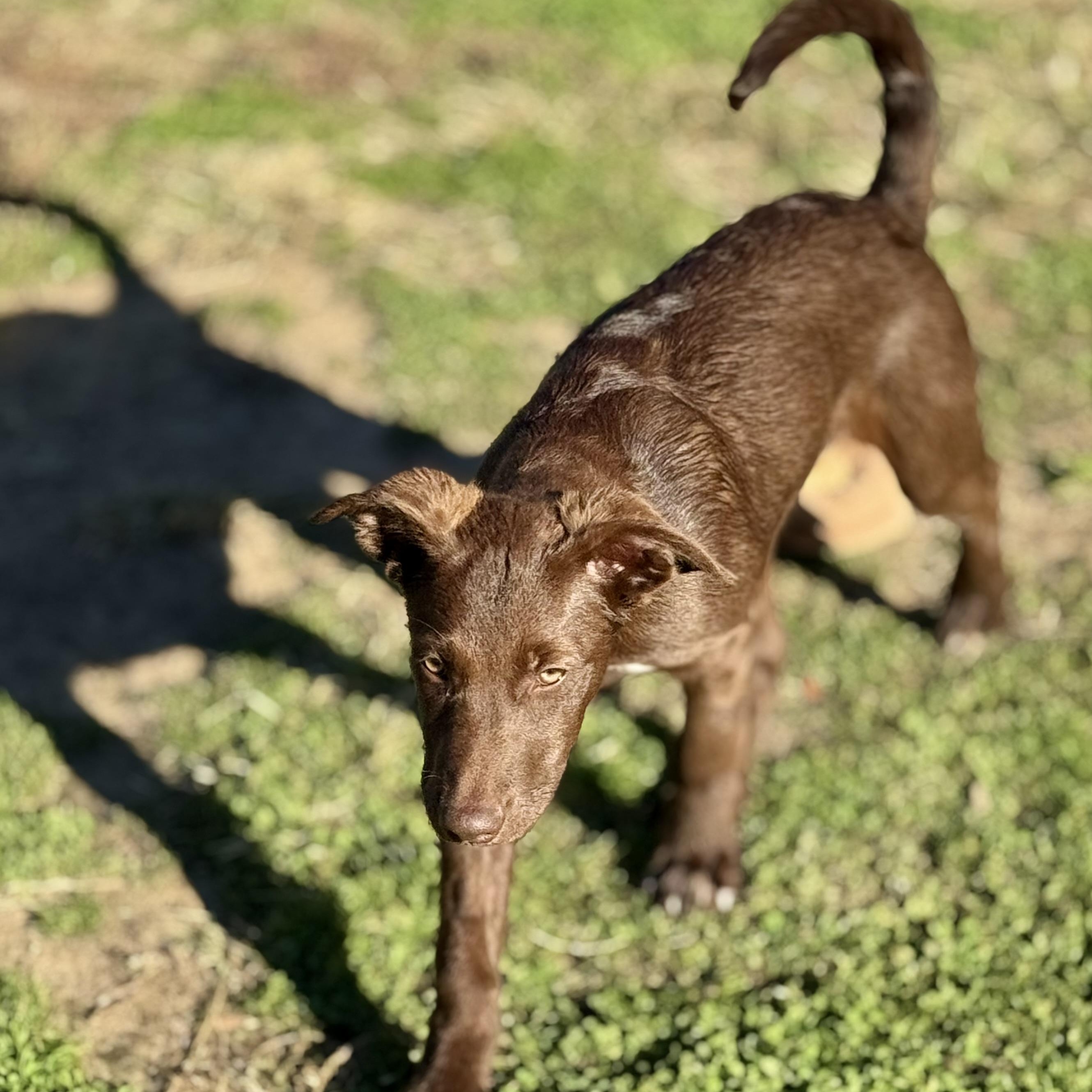 Remi
