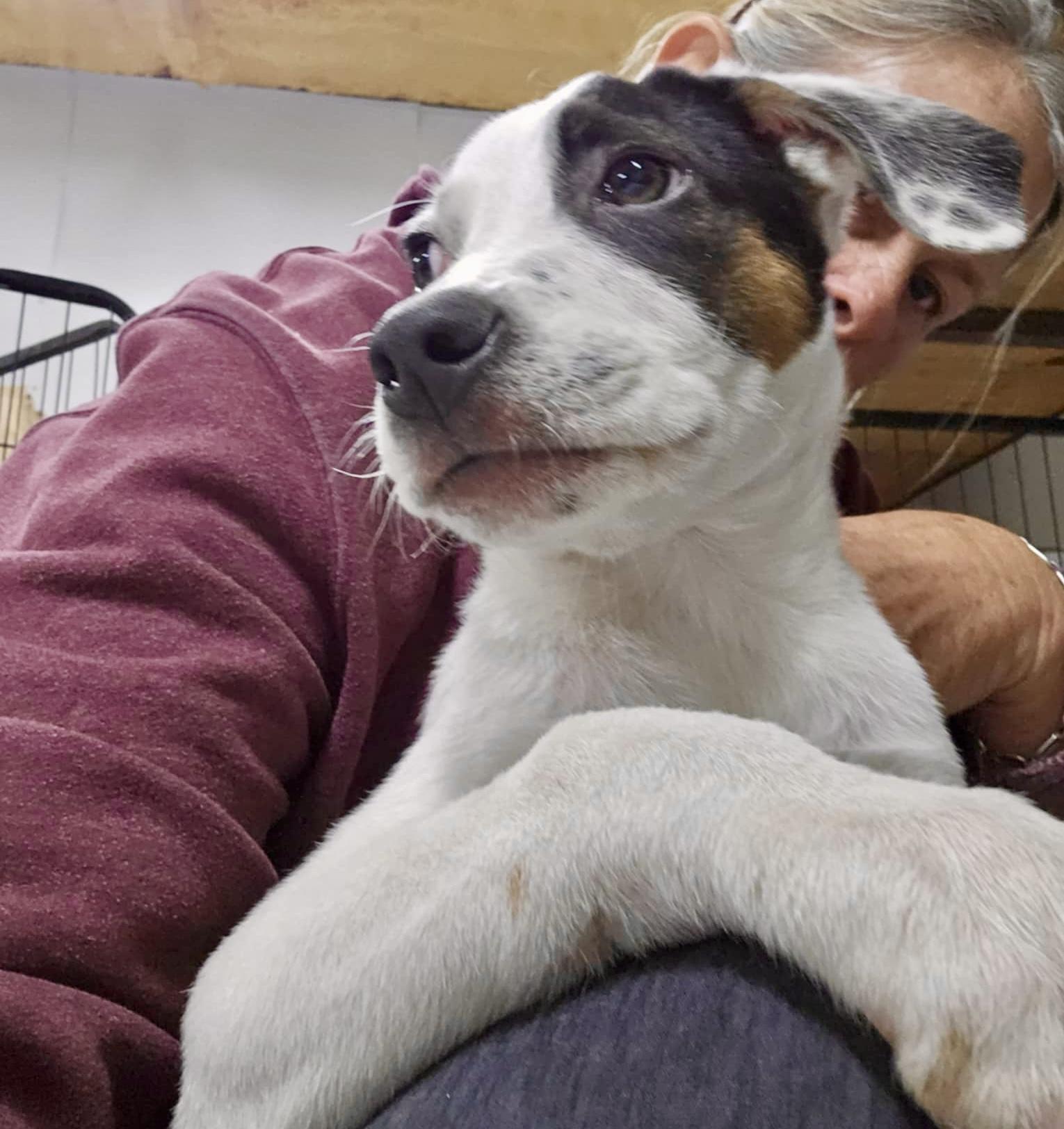 Enlarge Persy, a Adoptable mixed breed in Rockford, IL image 4/6