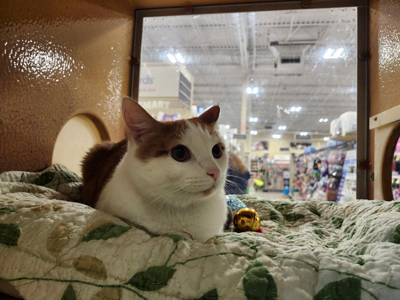 Oliver, Adoptable, Adult Male Domestic Short Hair.