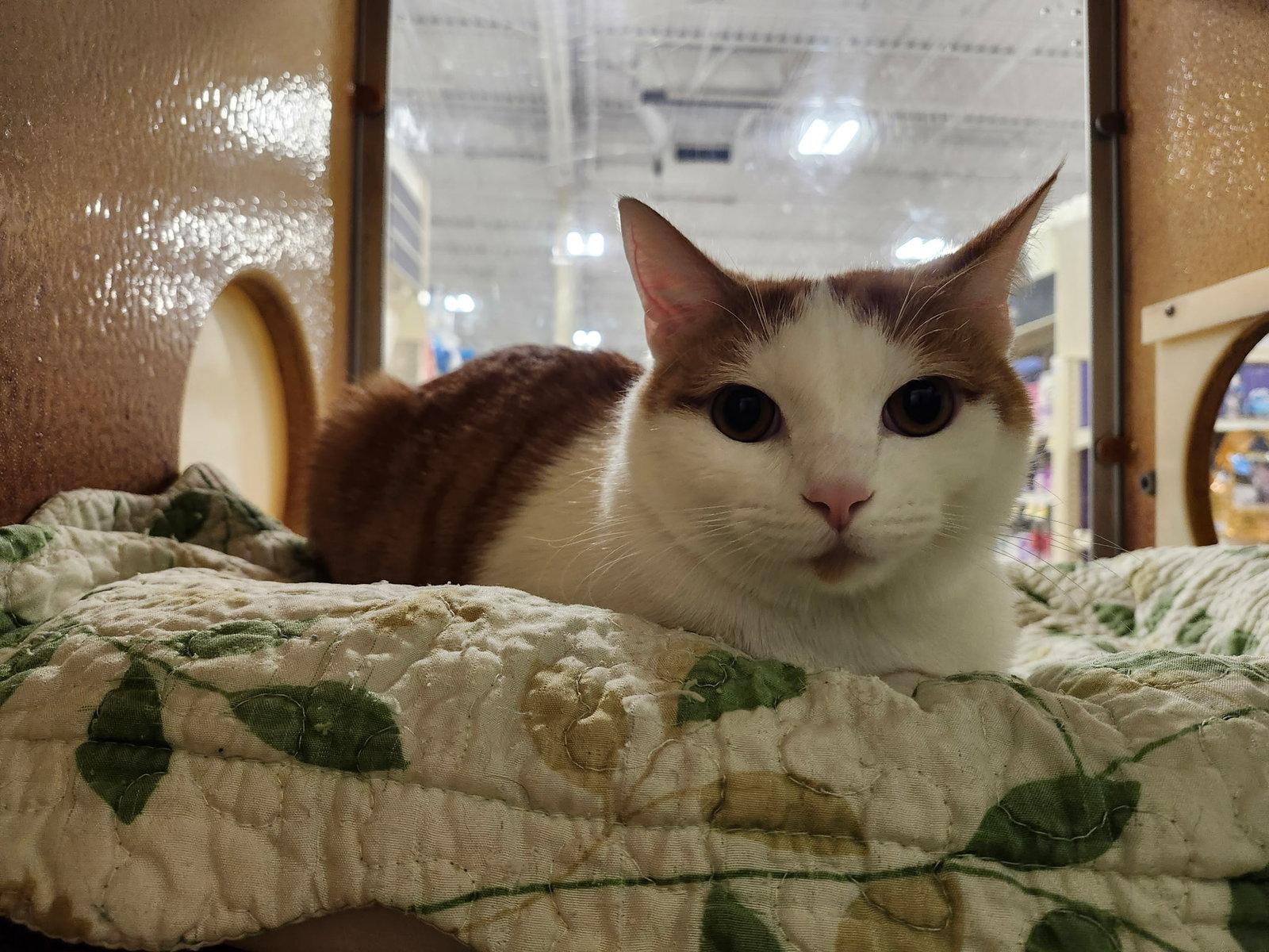 Enlarge Oliver, a Adoptable Domestic Short Hair in Rowlett, TX image 2/2