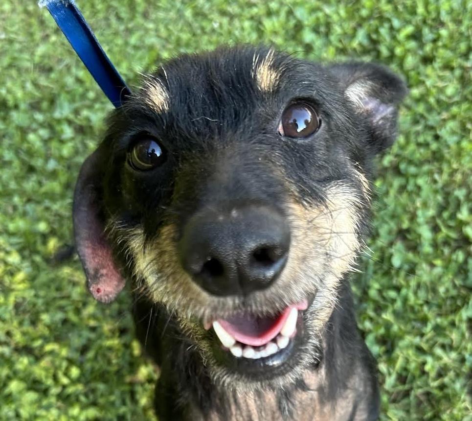 Kelvin Terrier Dog