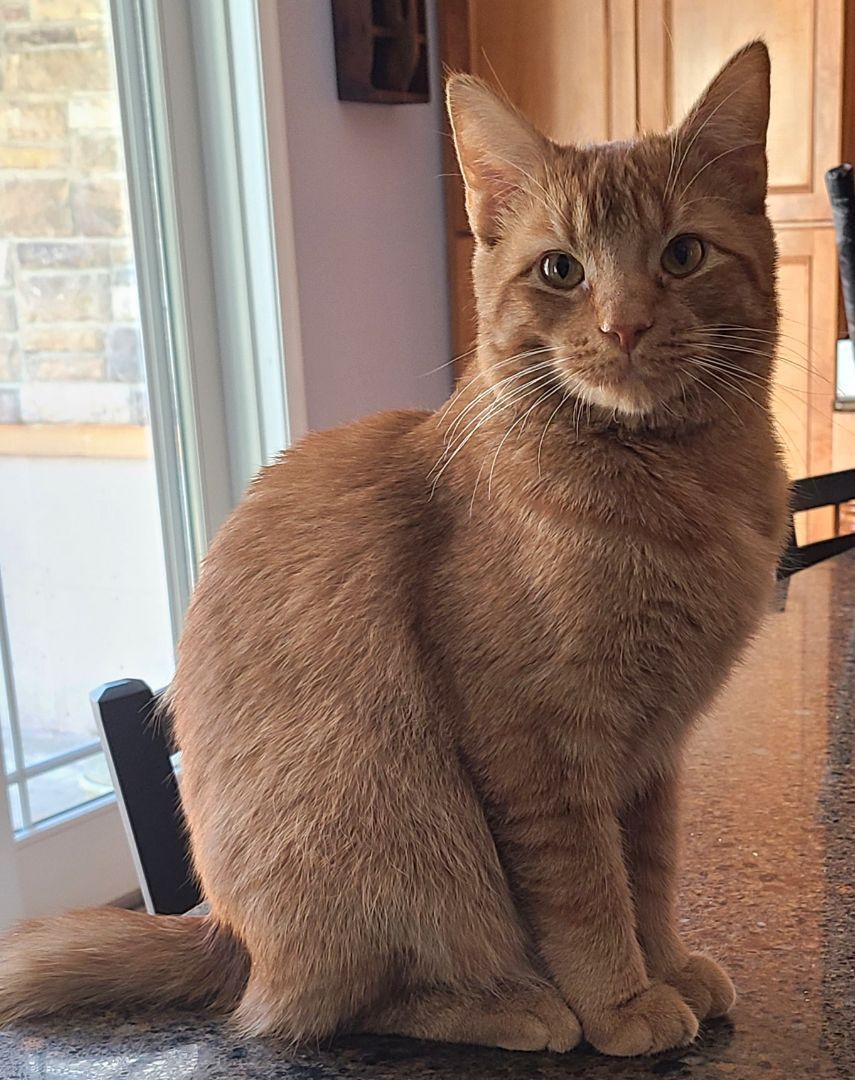 Enlarge Poppy, a Adoptable Domestic Short Hair in Boiling Springs, PA image 7/10