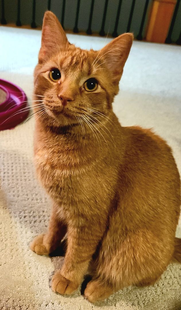 Enlarge Poppy, a Adoptable Domestic Short Hair in Boiling Springs, PA image 8/10