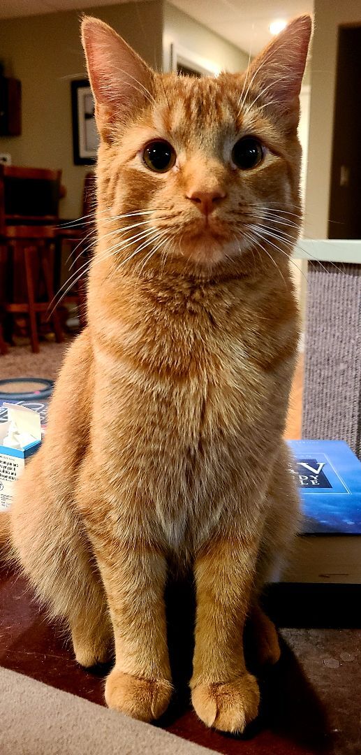 Enlarge Poppy, a Adoptable Domestic Short Hair in Boiling Springs, PA image 1/10