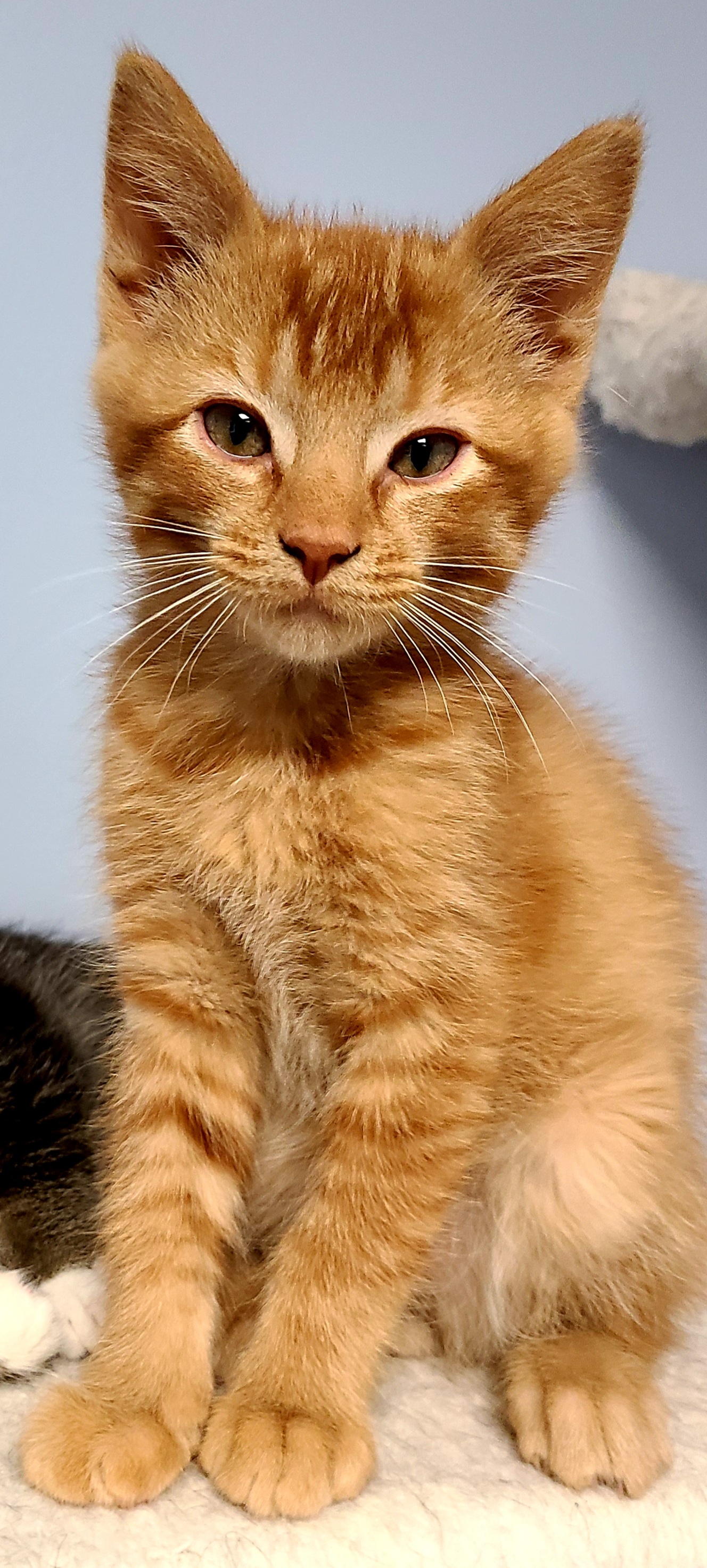 Enlarge Poppy, a Adoptable Domestic Short Hair in Boiling Springs, PA image 9/10