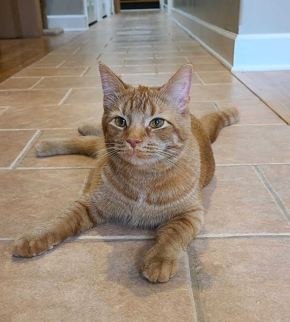 Enlarge Poppy, a Adoptable Domestic Short Hair in Boiling Springs, PA image 10/10