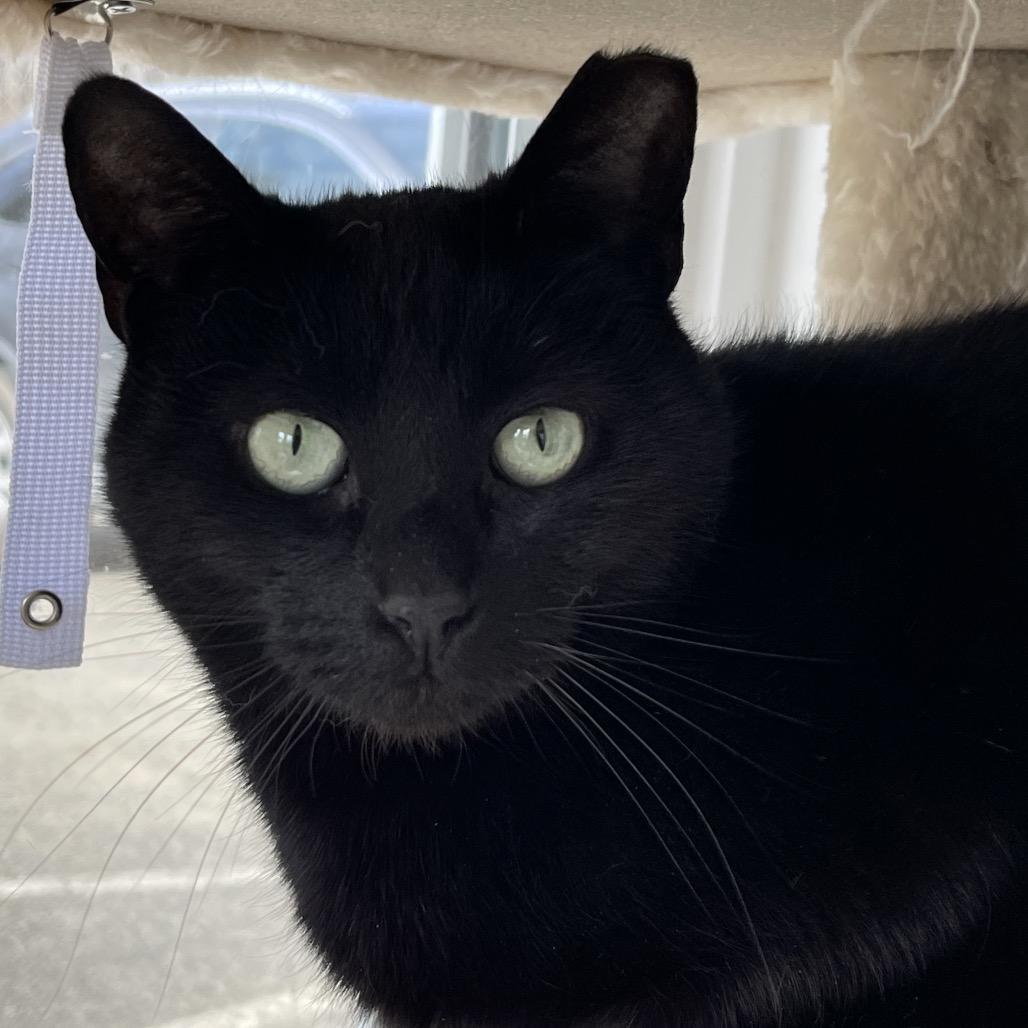 Enlarge Watson, a Adoptable Domestic Short Hair in Thomaston, ME image 1/1