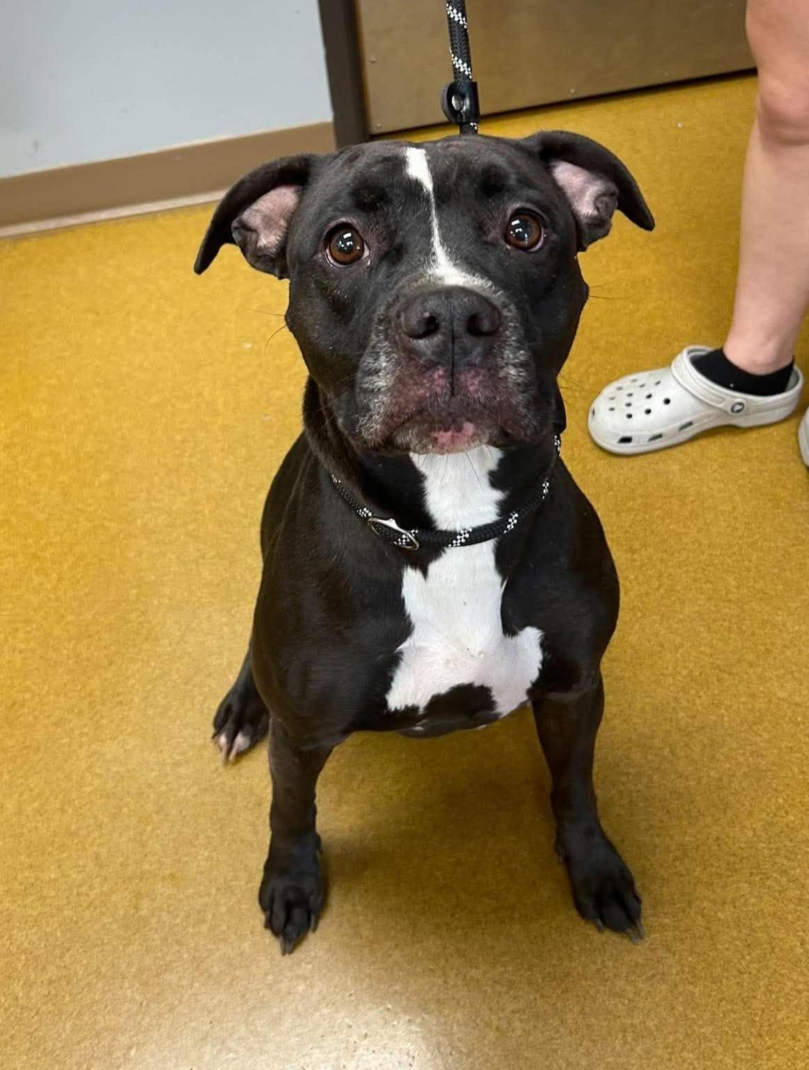 Maple, Adoptable, Adult Female Pit Bull Terrier.