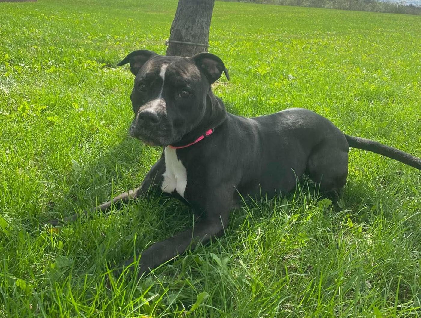 Enlarge Maple, a Adoptable mixed breed in Maryville, MO image 3/3