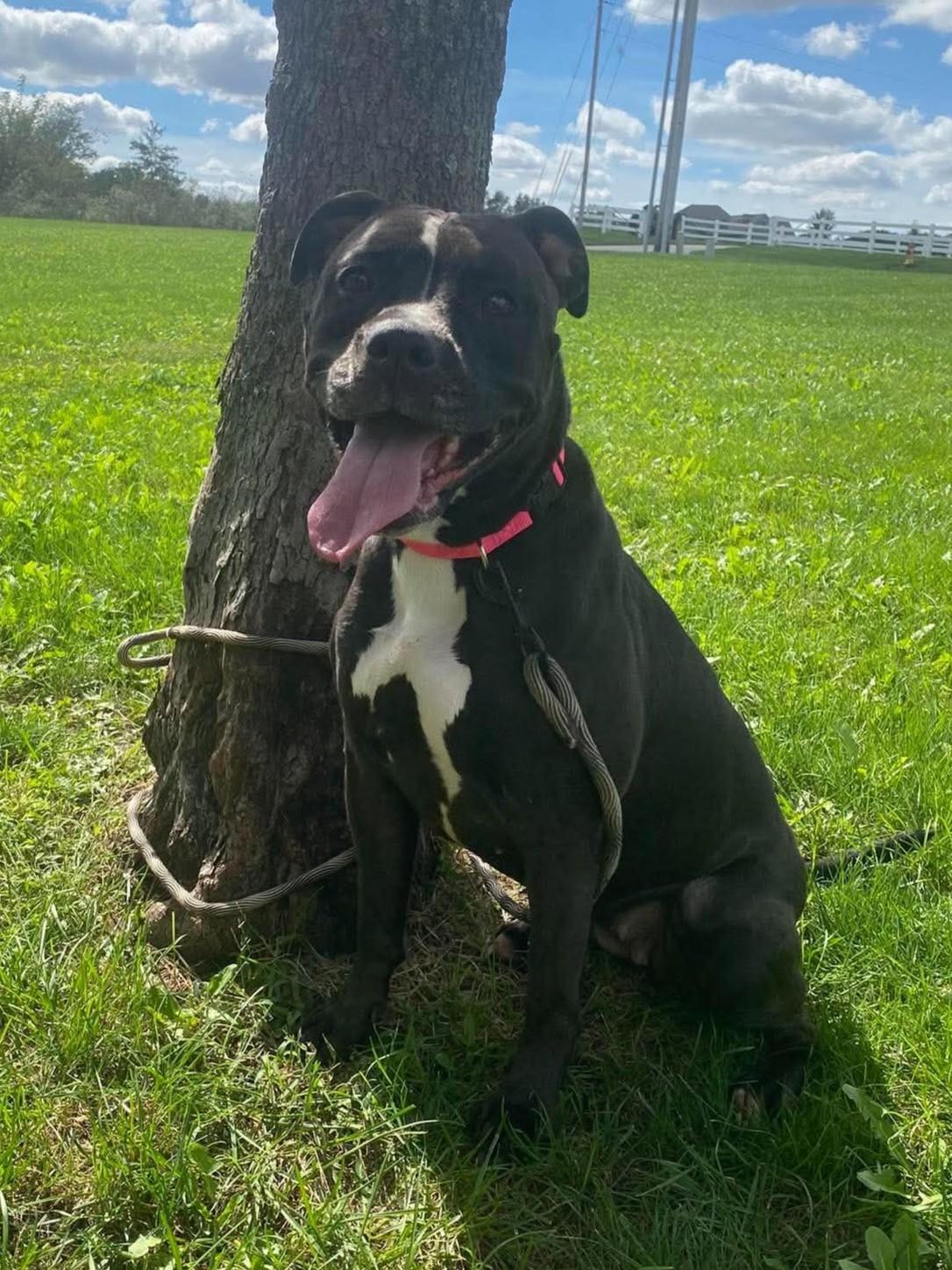 Enlarge Maple, a Adoptable mixed breed in Maryville, MO image 2/3