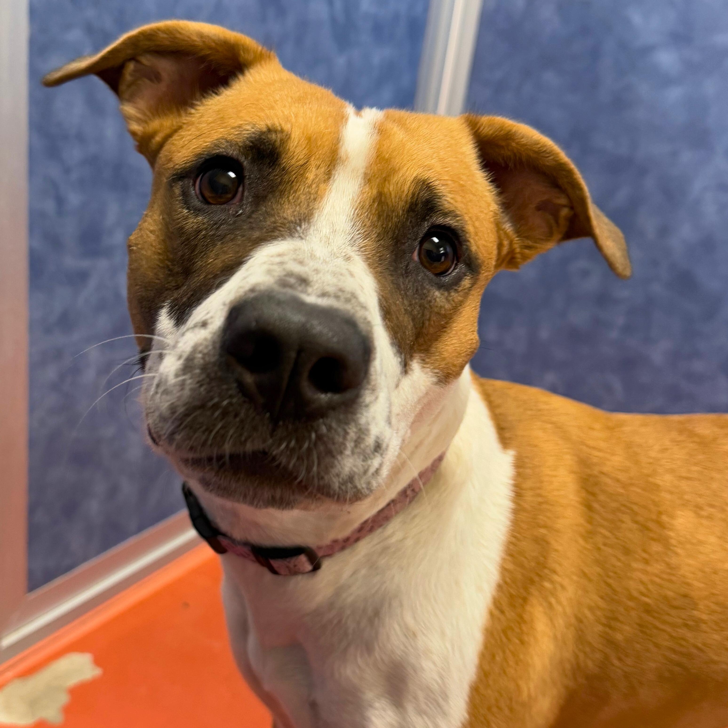 Enlarge Luna, a Adoptable mixed breed in Ridgway, CO image 5/6