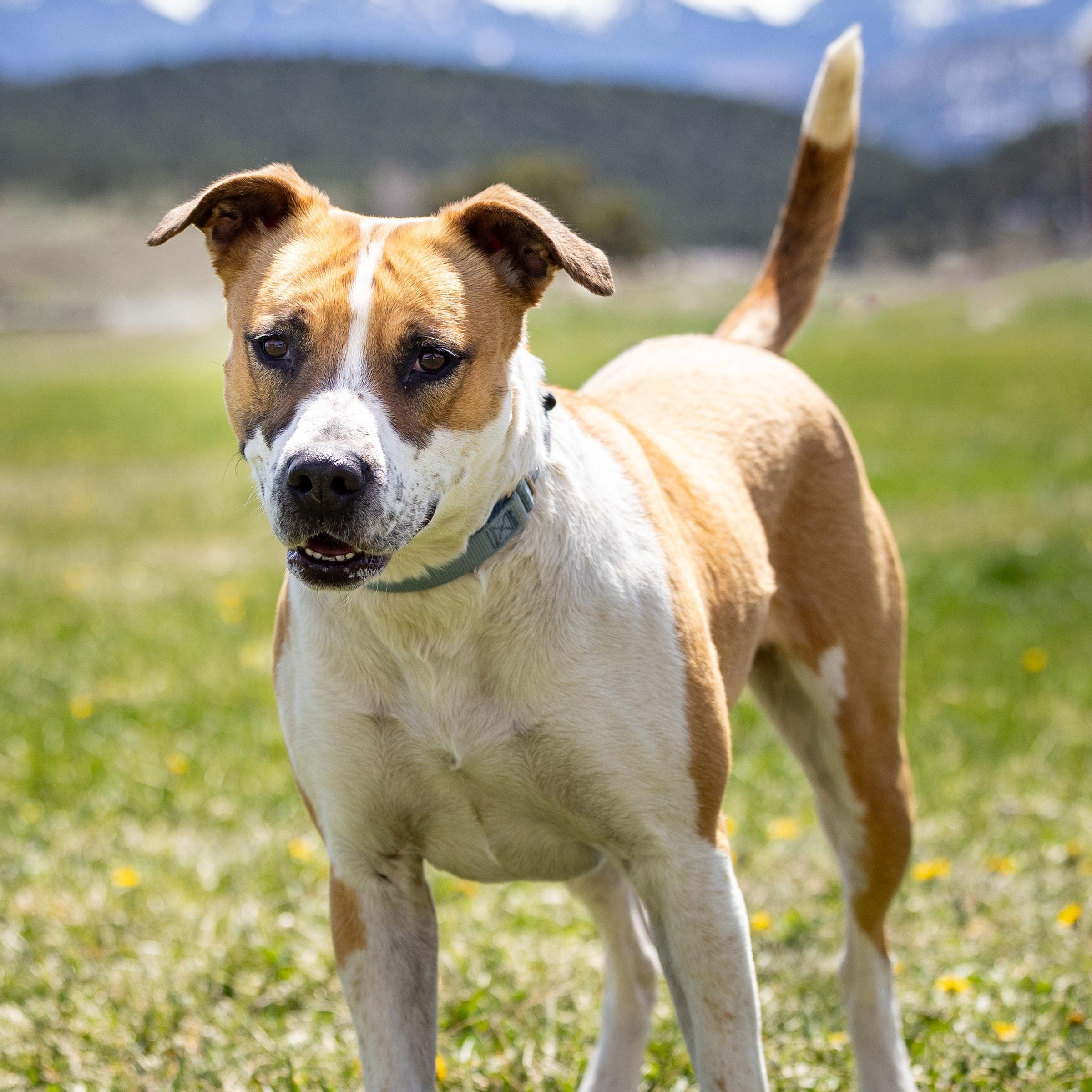 Enlarge Luna, a Adoptable mixed breed in Ridgway, CO image 6/6