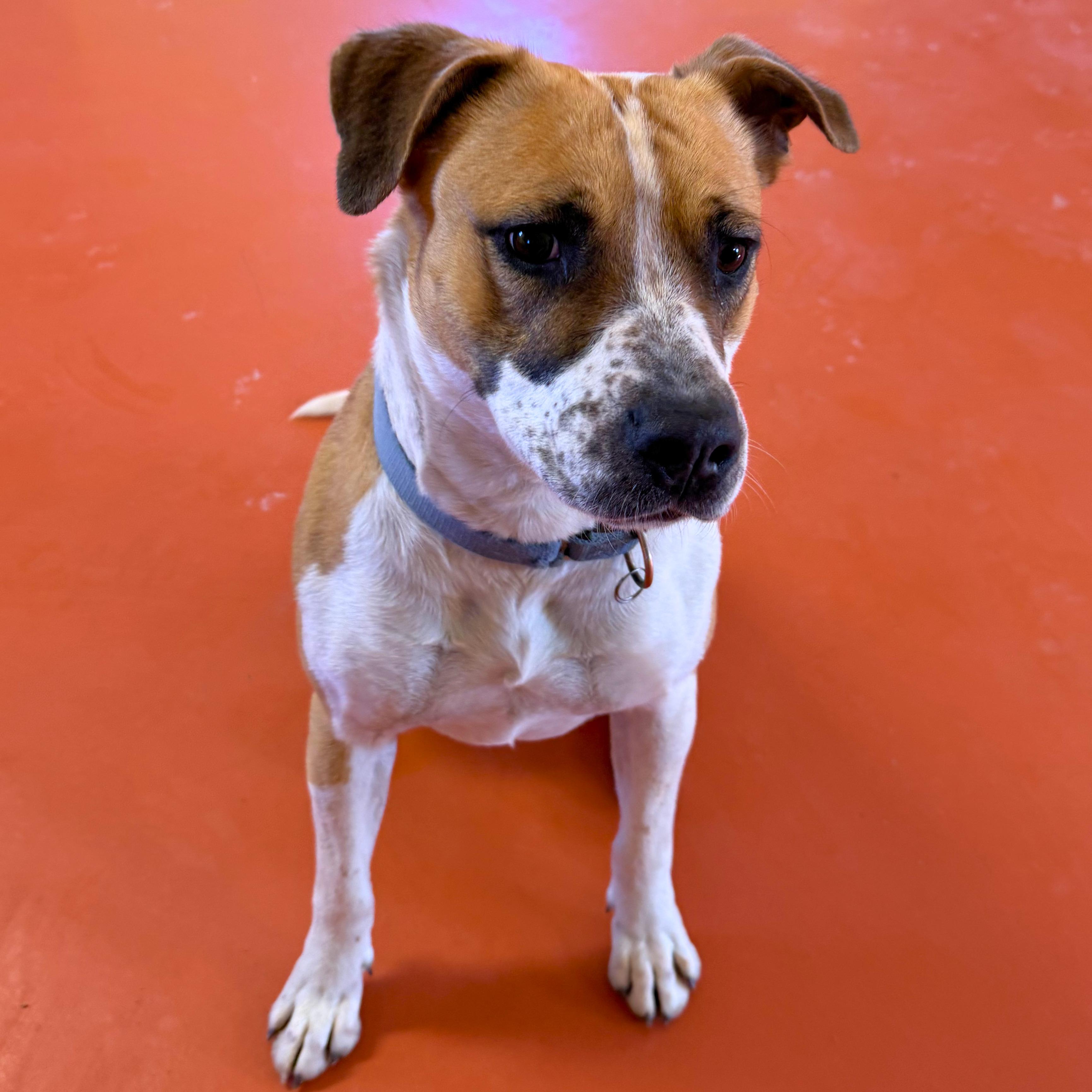 Enlarge Luna, a Adoptable mixed breed in Ridgway, CO image 6/6