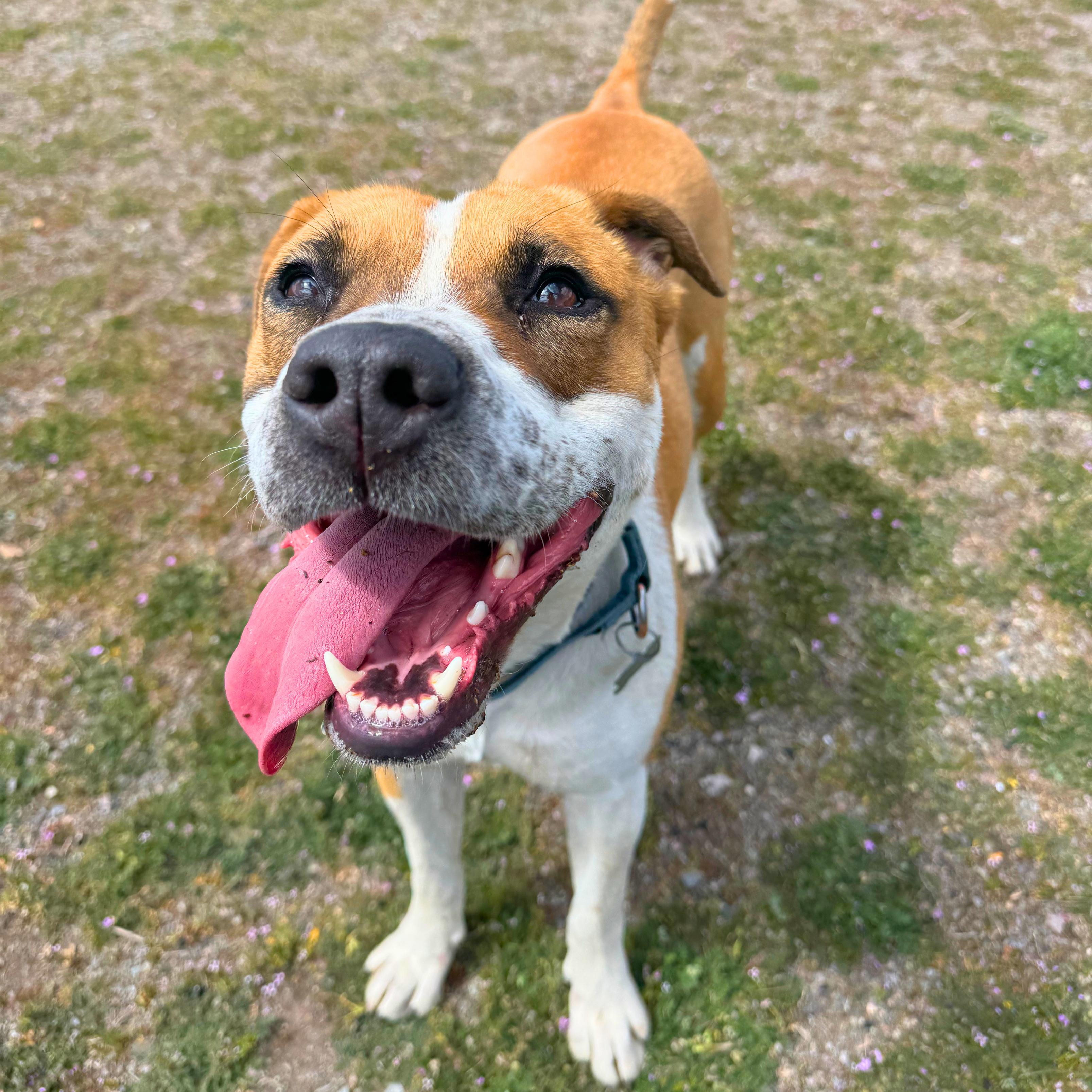 Enlarge Luna, a Adoptable mixed breed in Ridgway, CO image 3/6