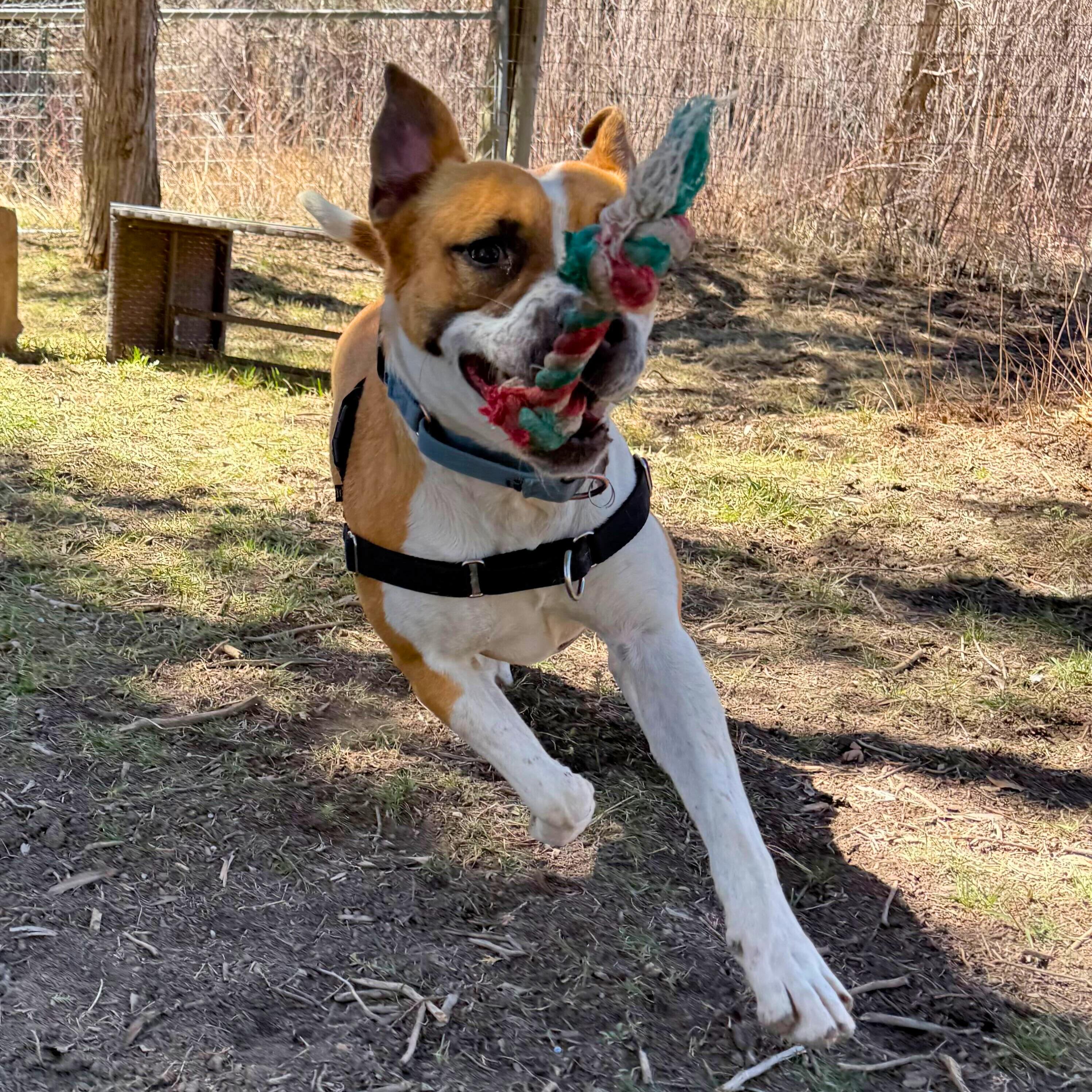 Enlarge Luna, a Adoptable mixed breed in Ridgway, CO image 3/6