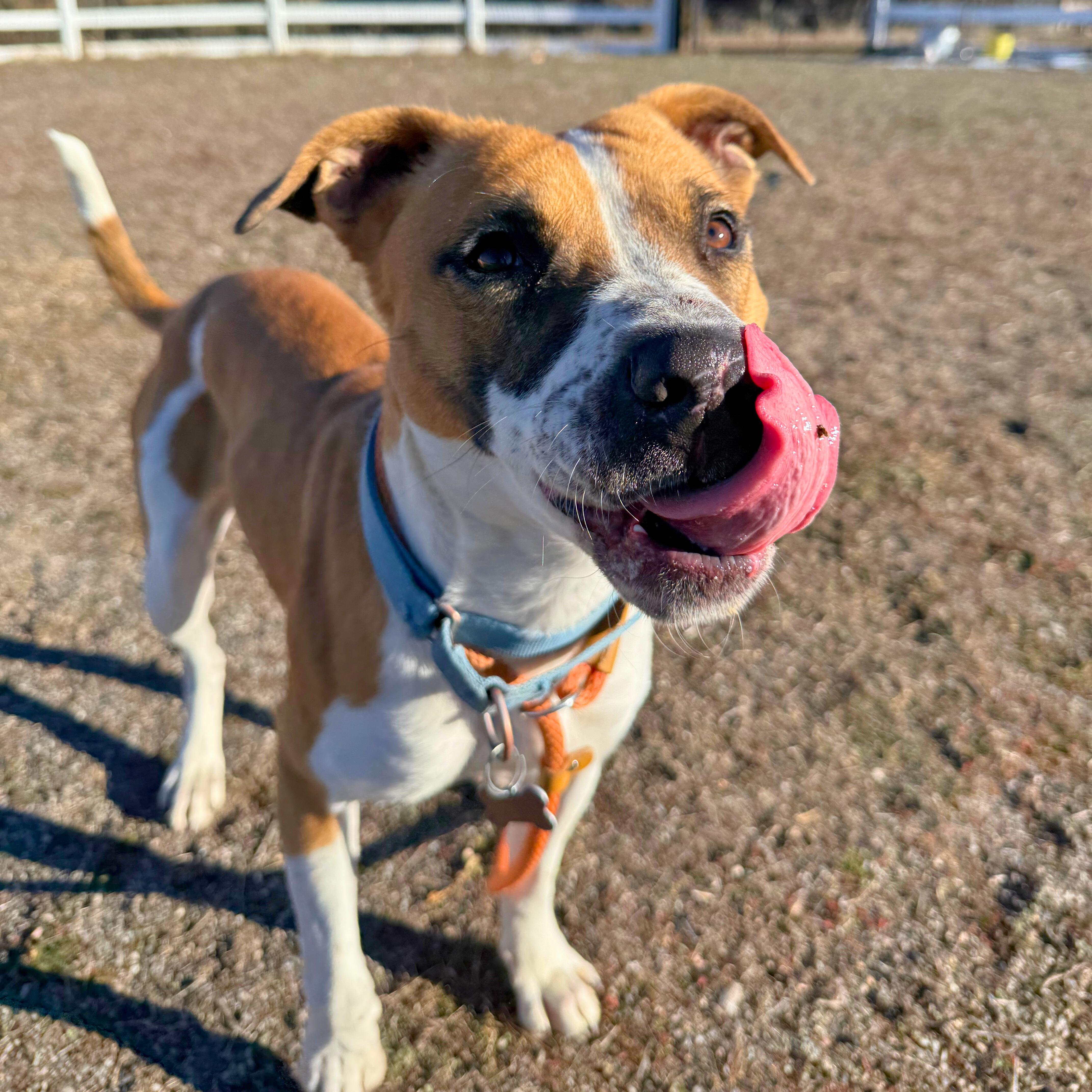 Enlarge Luna, a Adoptable mixed breed in Ridgway, CO image 4/6
