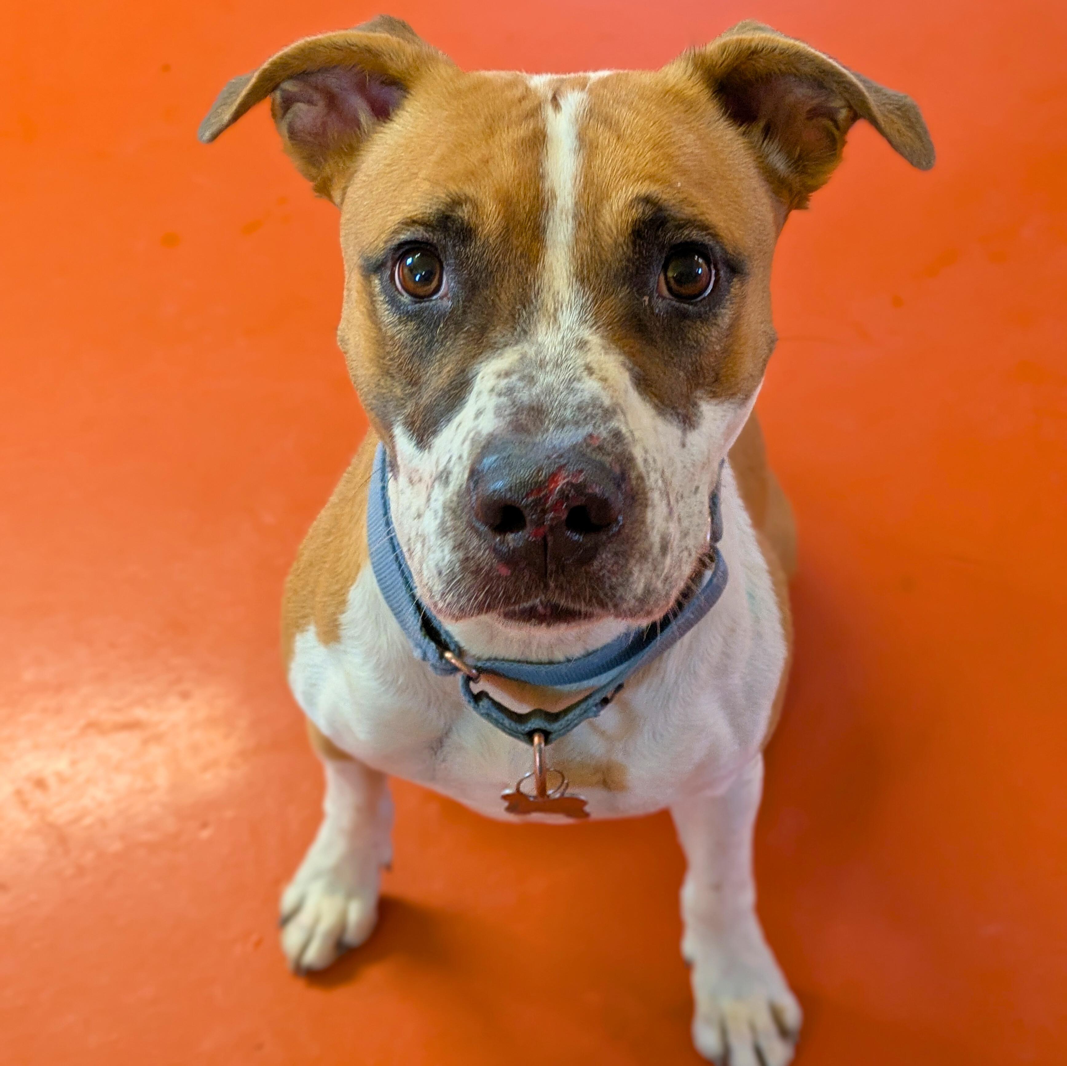 Luna, Adoptable, Adult Female Mixed Breed.