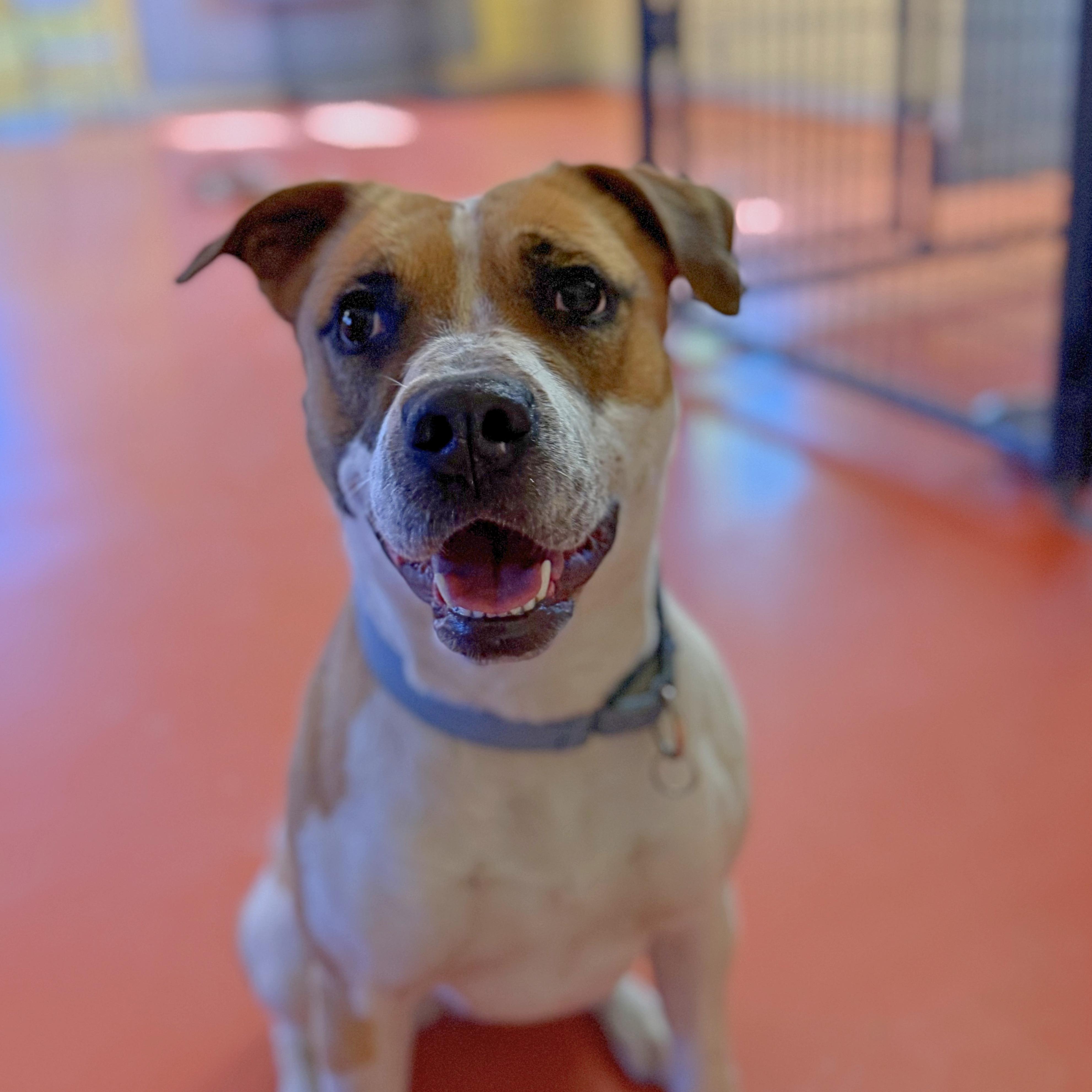 Enlarge Luna, a Adoptable mixed breed in Ridgway, CO image 2/6