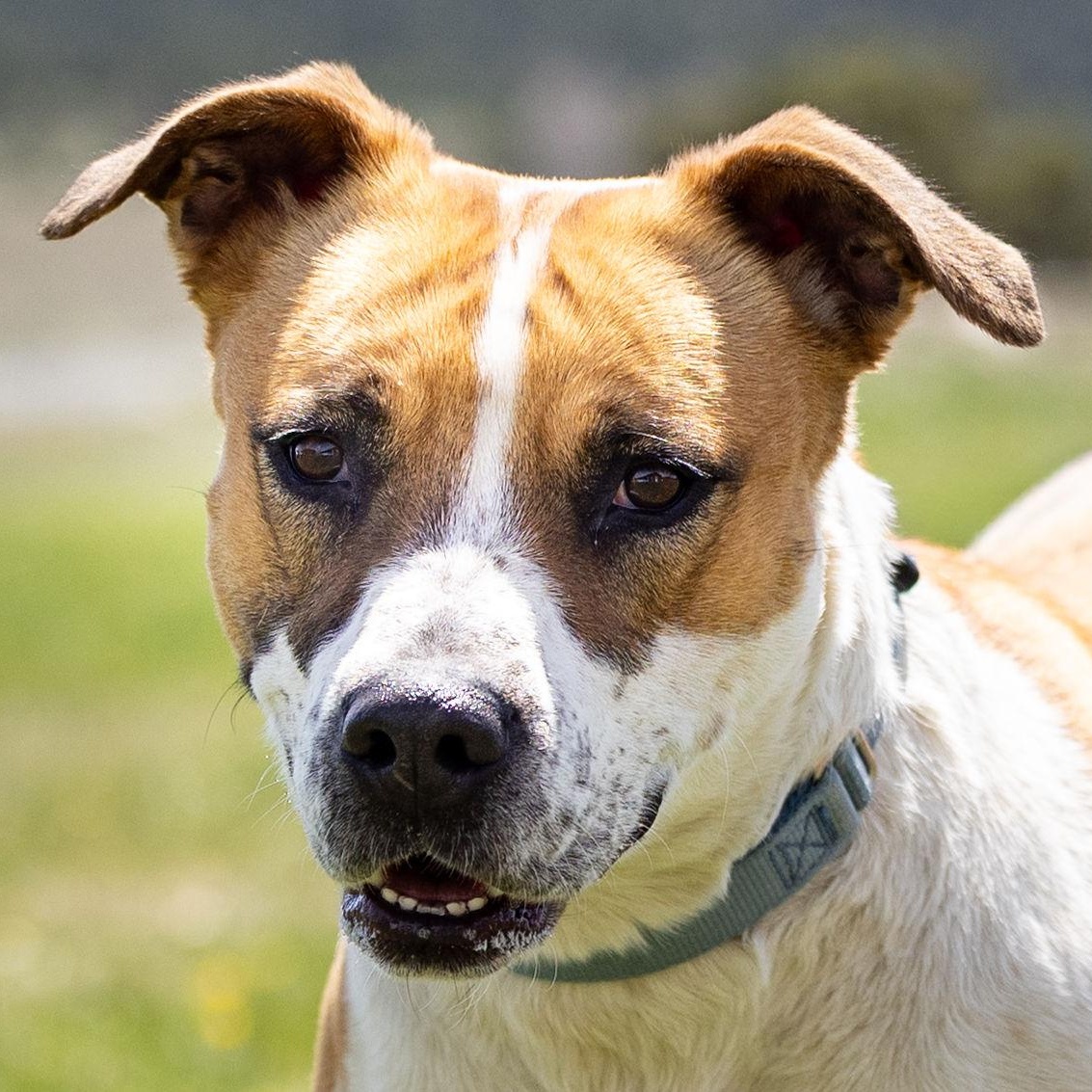 Luna, Adoptable, Young Female Mixed Breed.