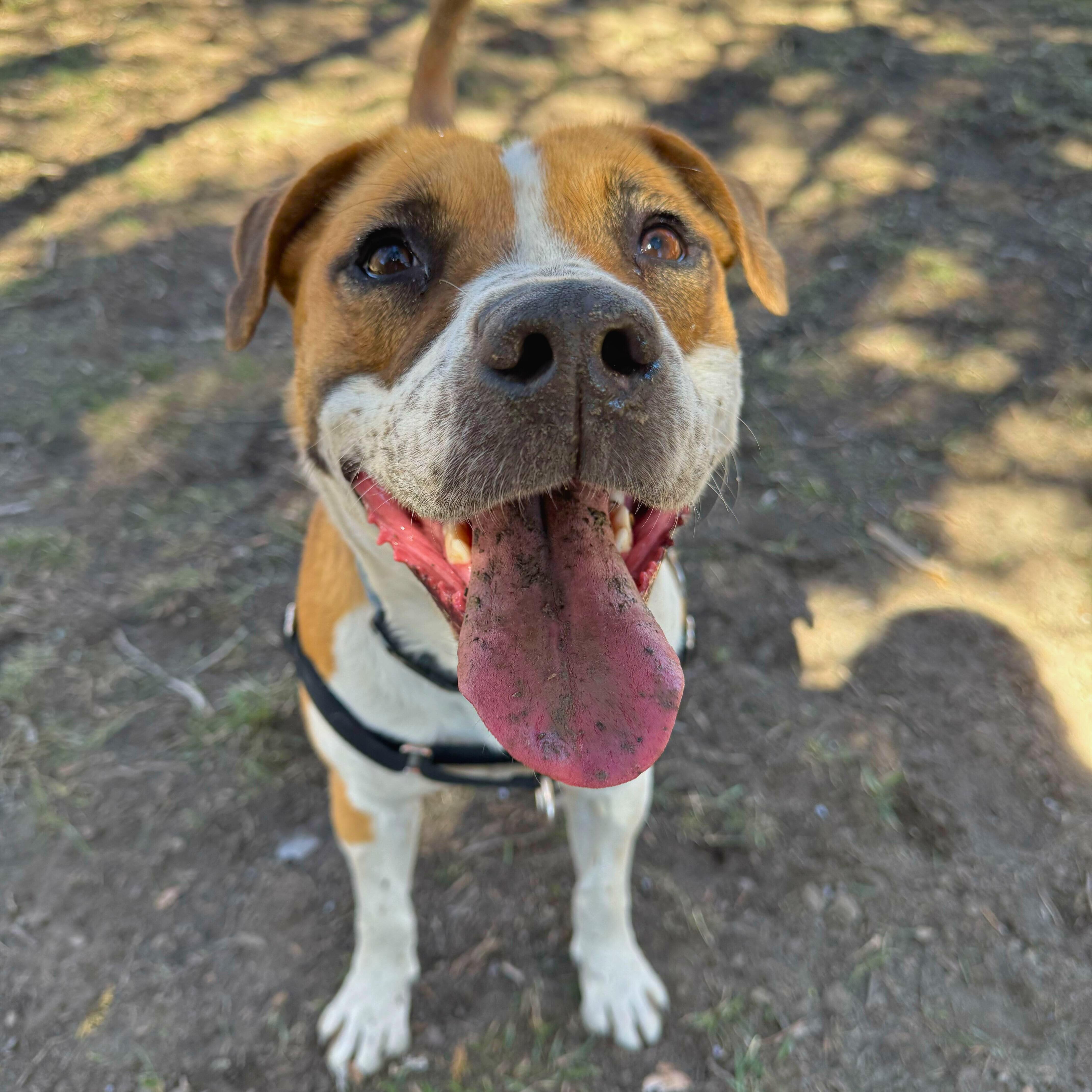 Luna, Adoptable, Adult Female Mixed Breed.