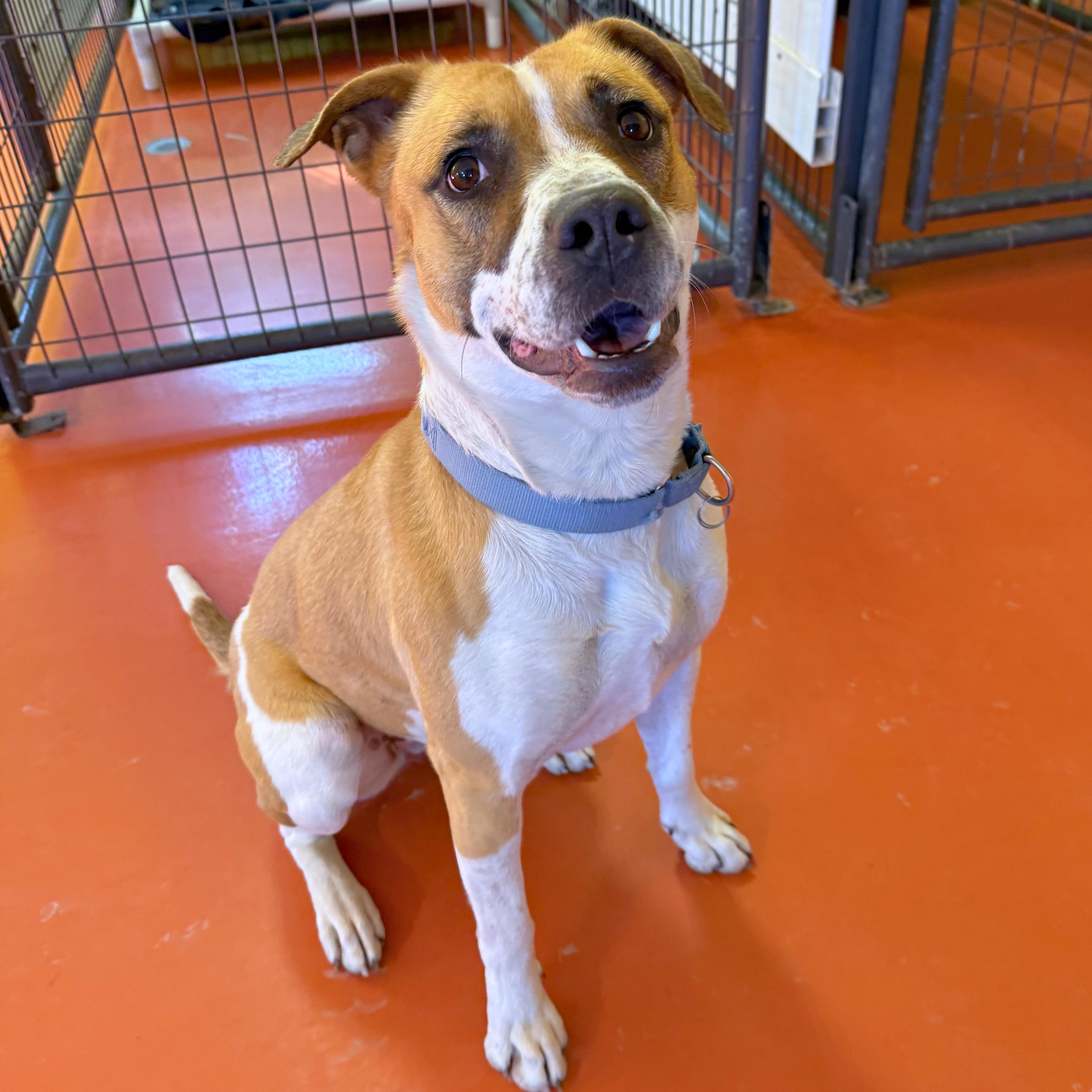 Enlarge Luna, a Adoptable mixed breed in Ridgway, CO image 5/6