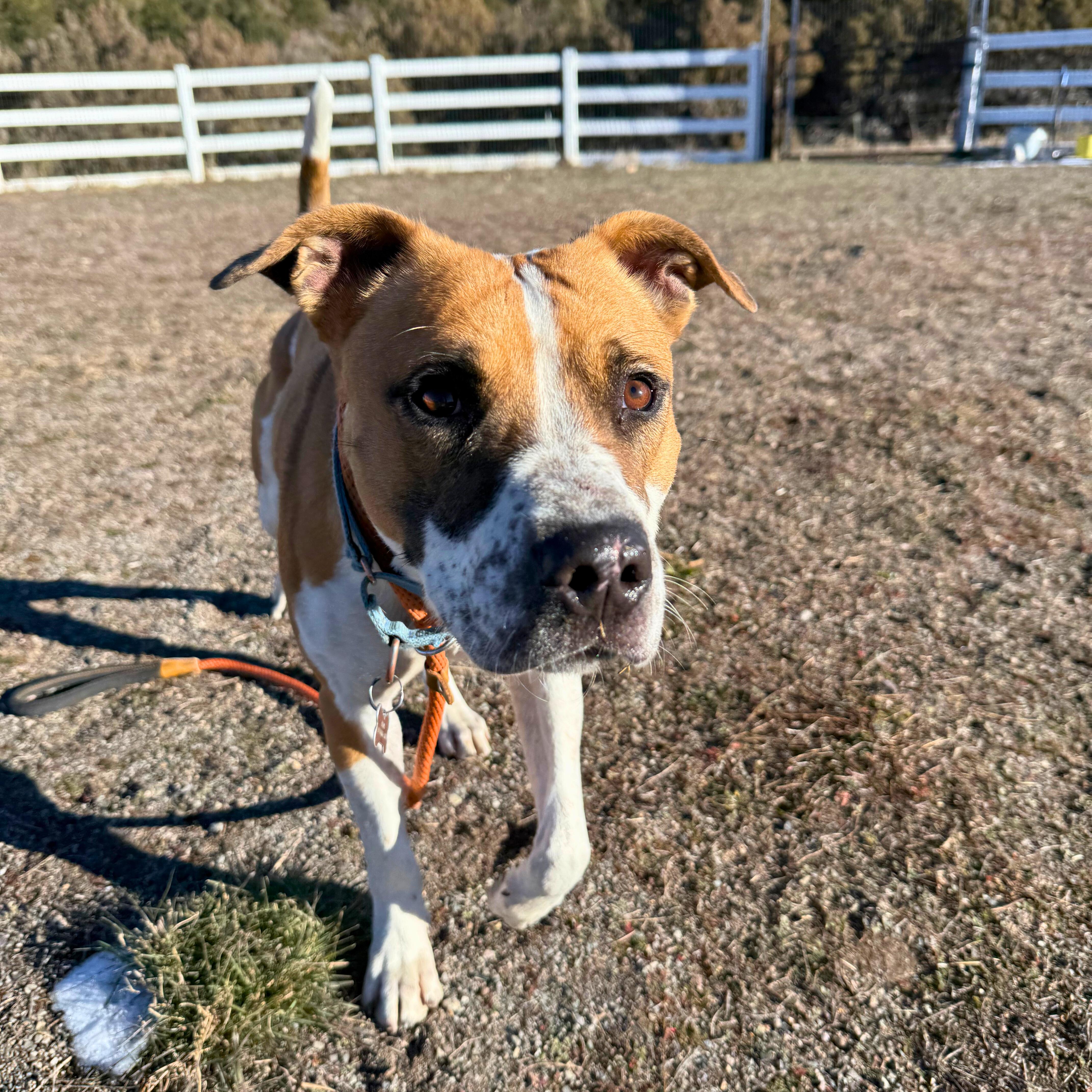 Enlarge Luna, a Adoptable mixed breed in Ridgway, CO image 6/6