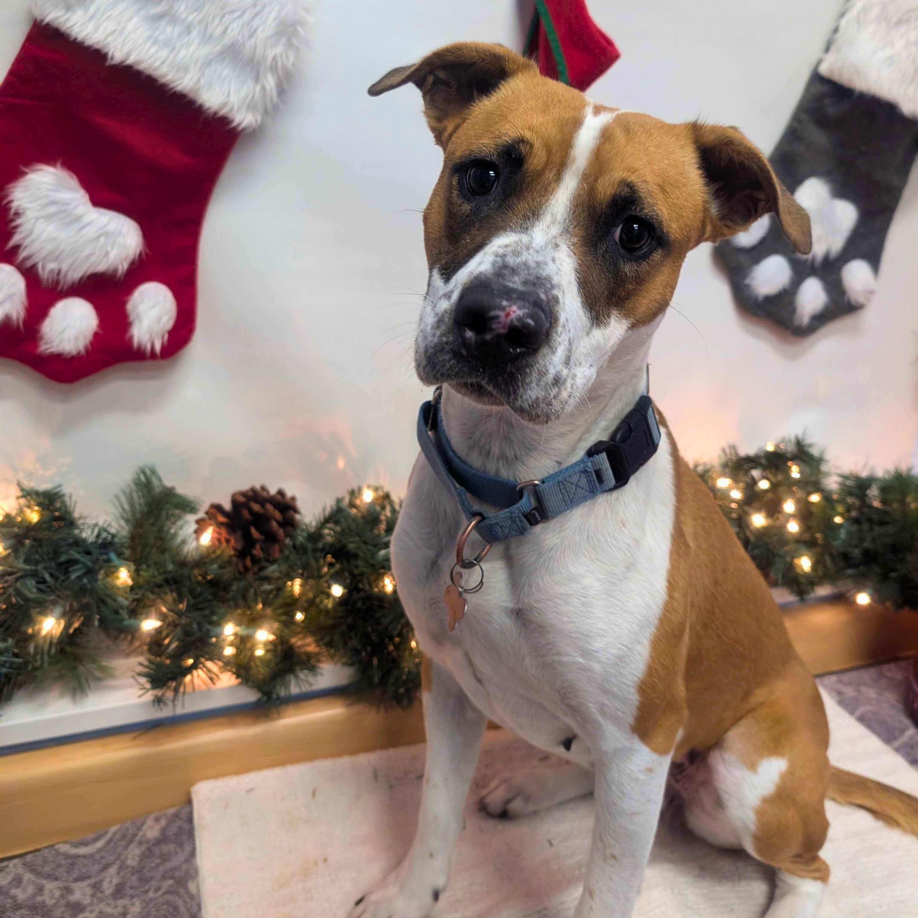 Enlarge Luna, a Adoptable mixed breed in Ridgway, CO image 3/6