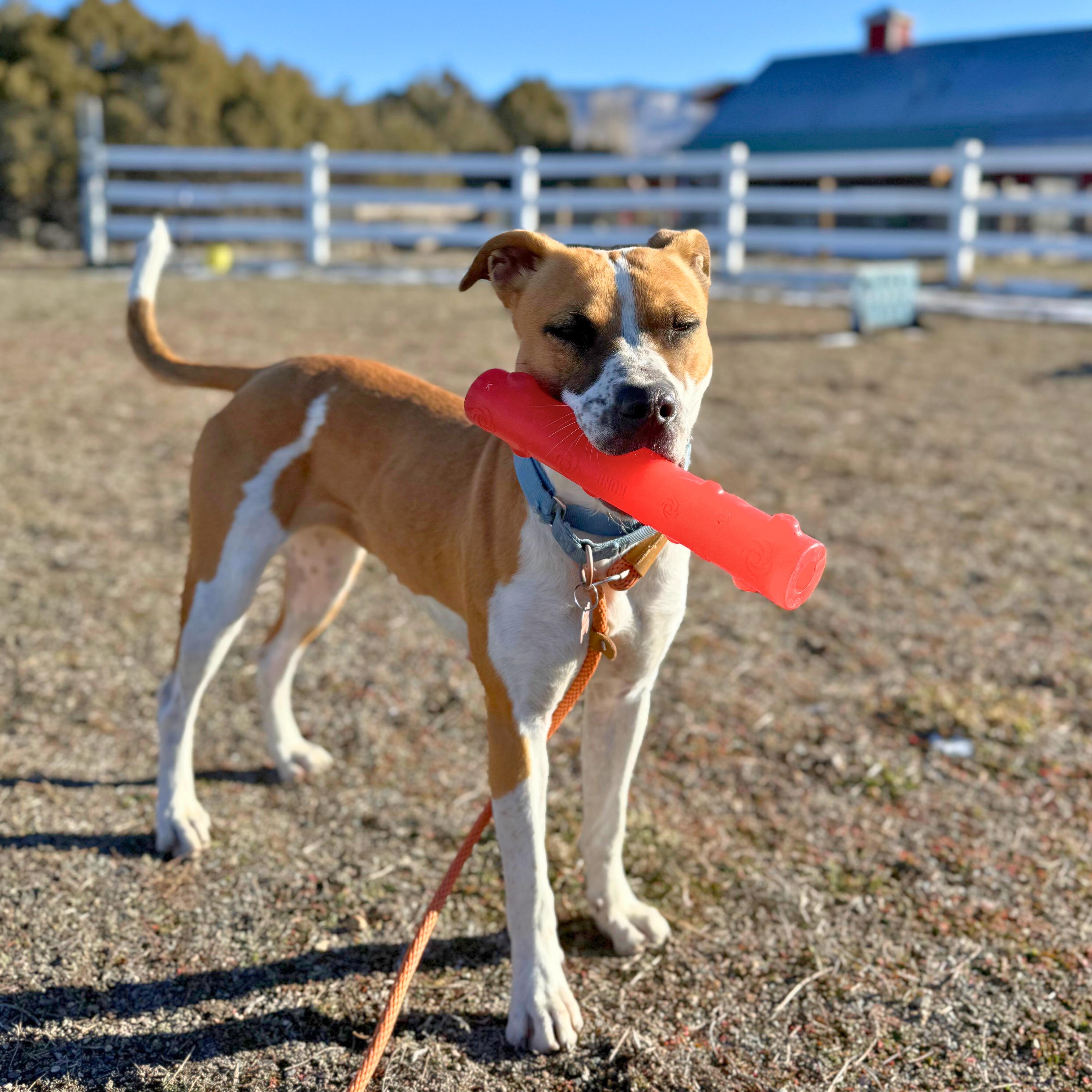Luna, Adoptable, Adult Female Pit Bull Terrier.