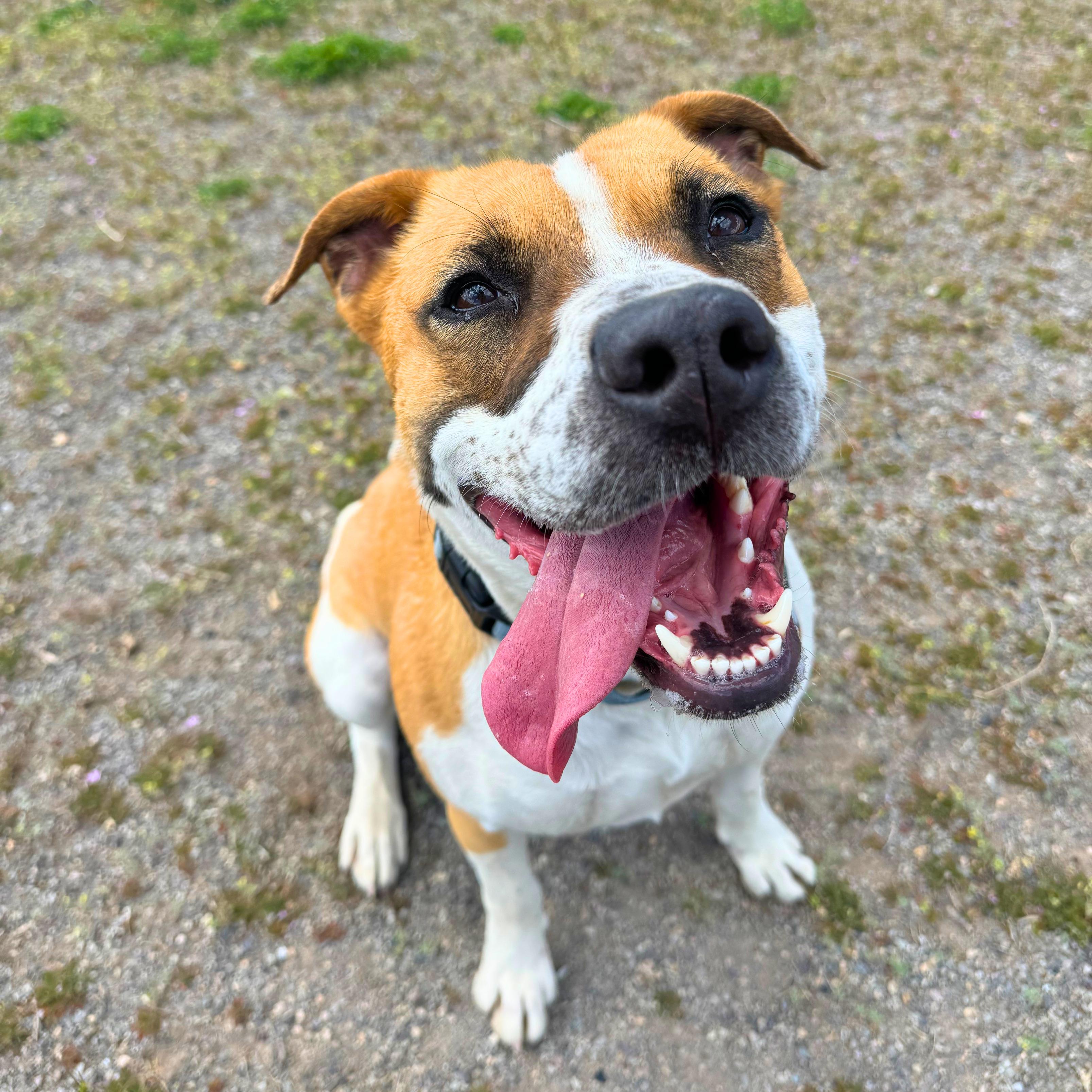 Enlarge Luna, a Adoptable mixed breed in Ridgway, CO image 2/6