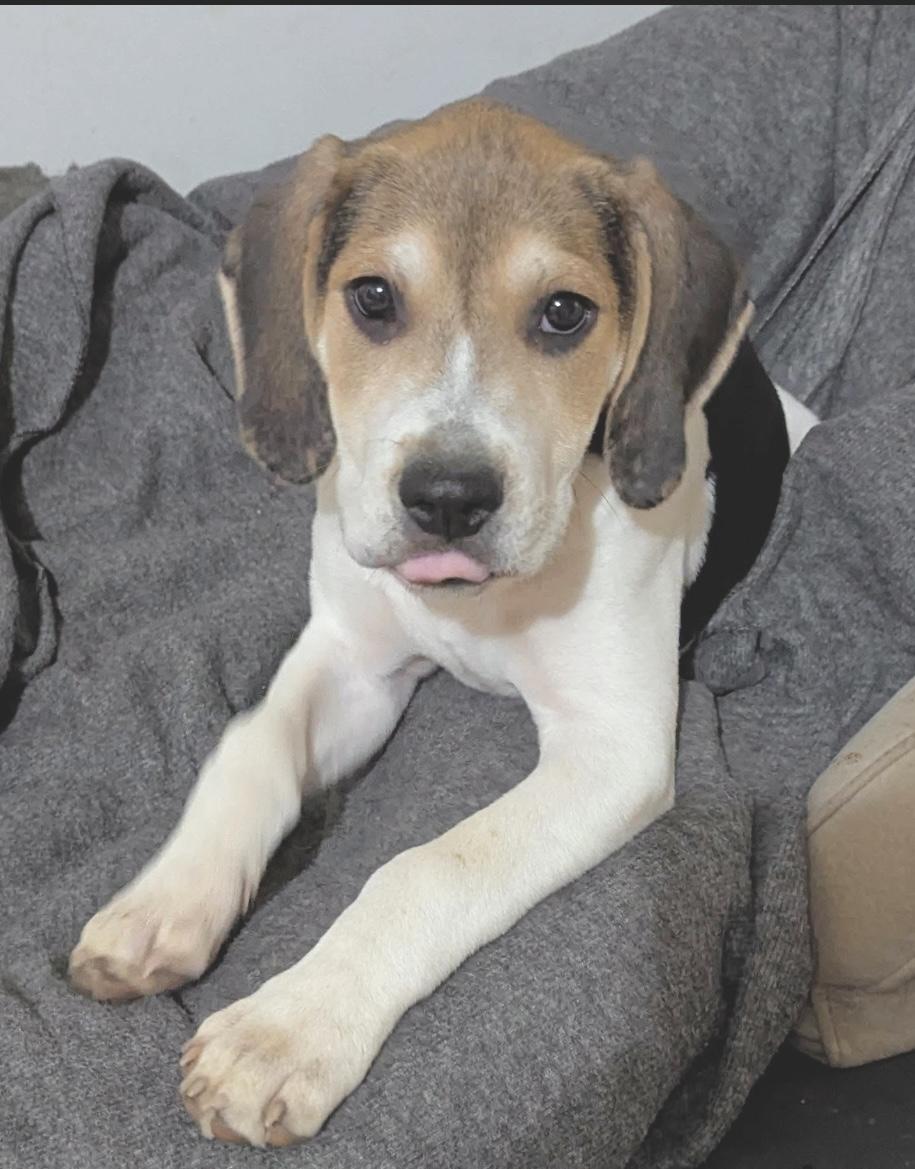 Andrew, a Adoptable mixed breed in Elkton, MD image 5/6