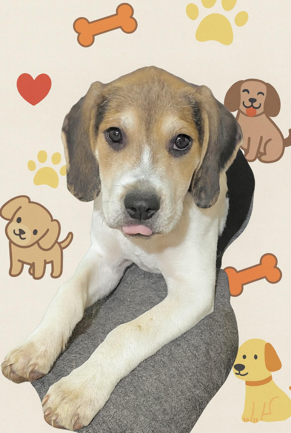 Andrew, a Adoptable mixed breed in Elkton, MD image 2/6