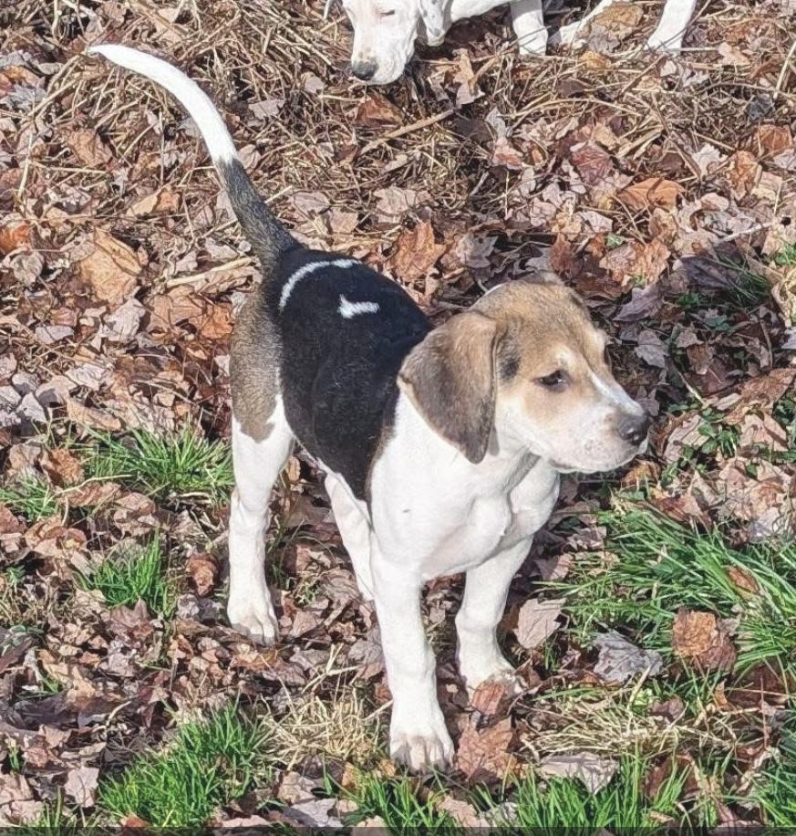 Andrew, a Adoptable mixed breed in Elkton, MD image 6/6