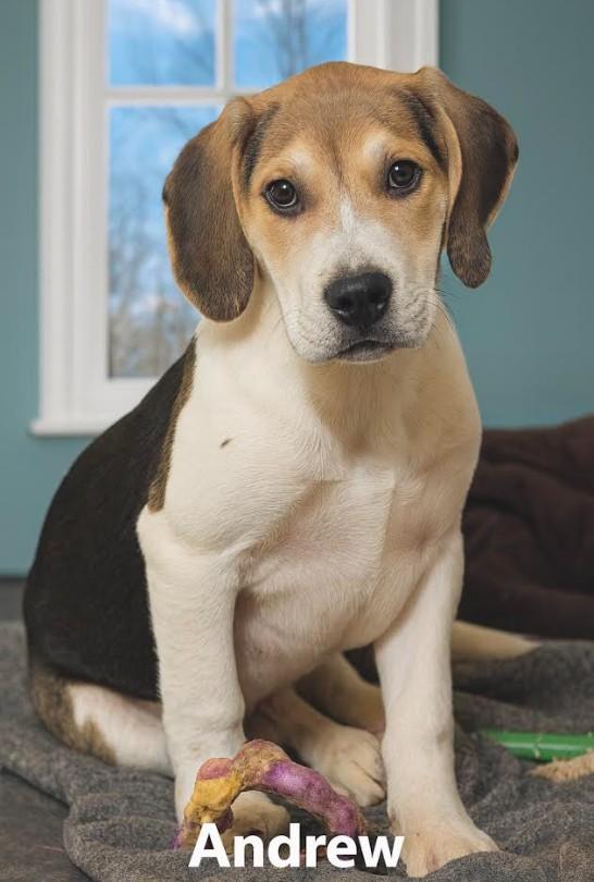 Andrew, a Adoptable mixed breed in Elkton, MD image 3/6