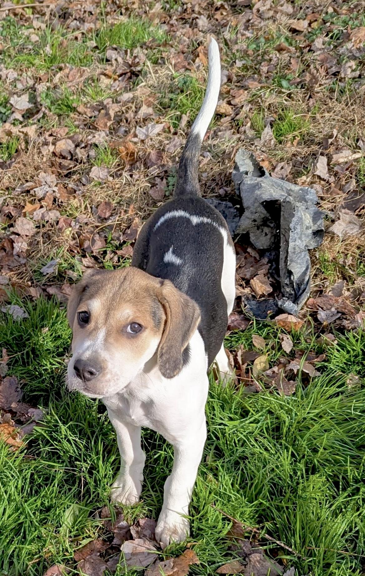 Andrew, a Adoptable mixed breed in Elkton, MD image 4/6