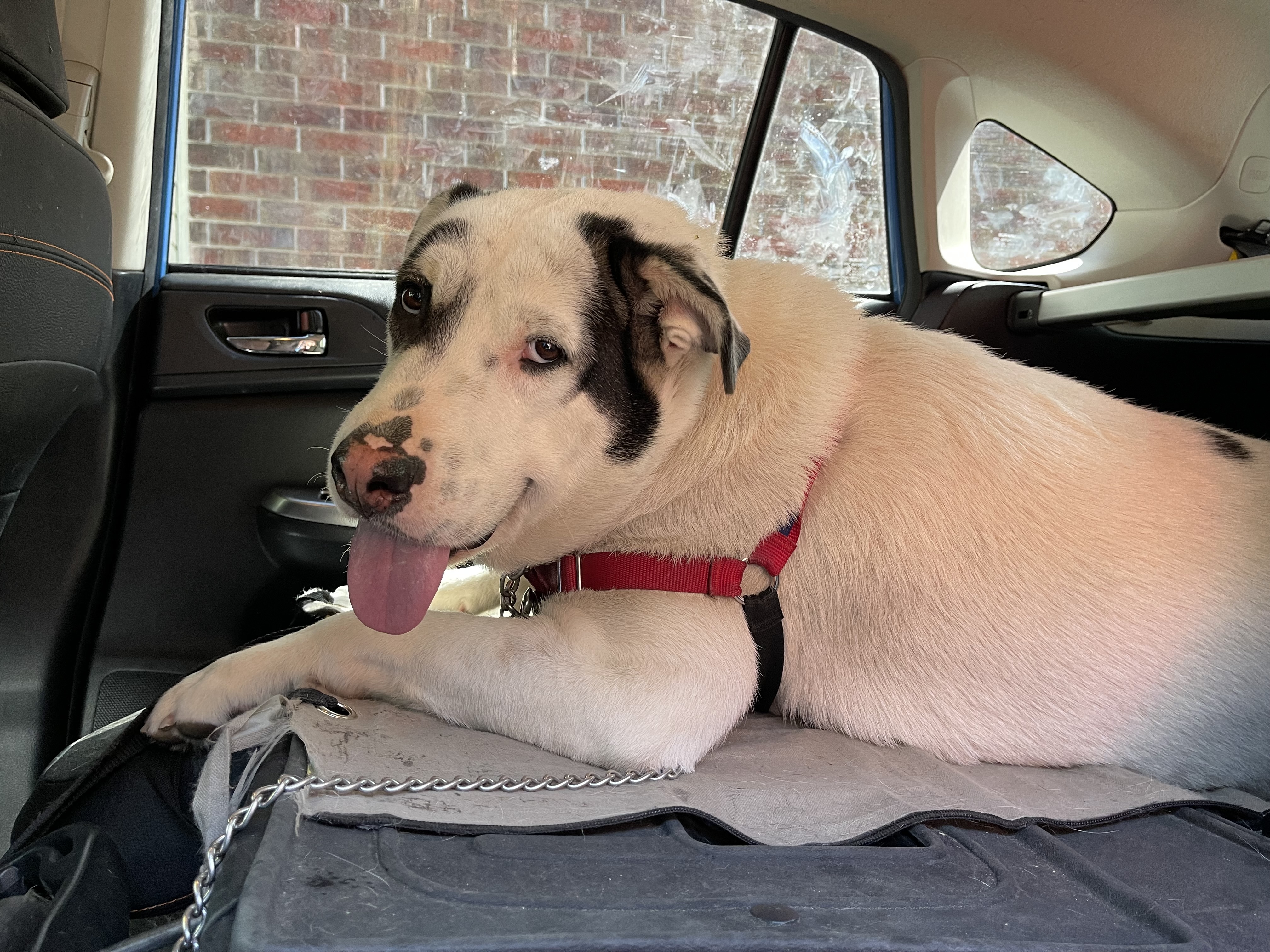 MOKO (bonded with Coco), a Adoptable mixed breed in Spring, TX image 1/12