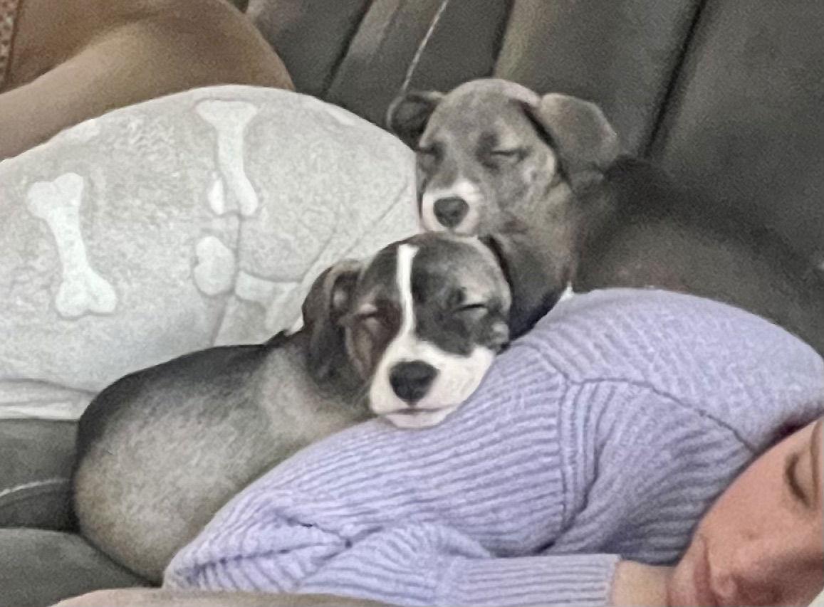 Brittany thumbnail 3